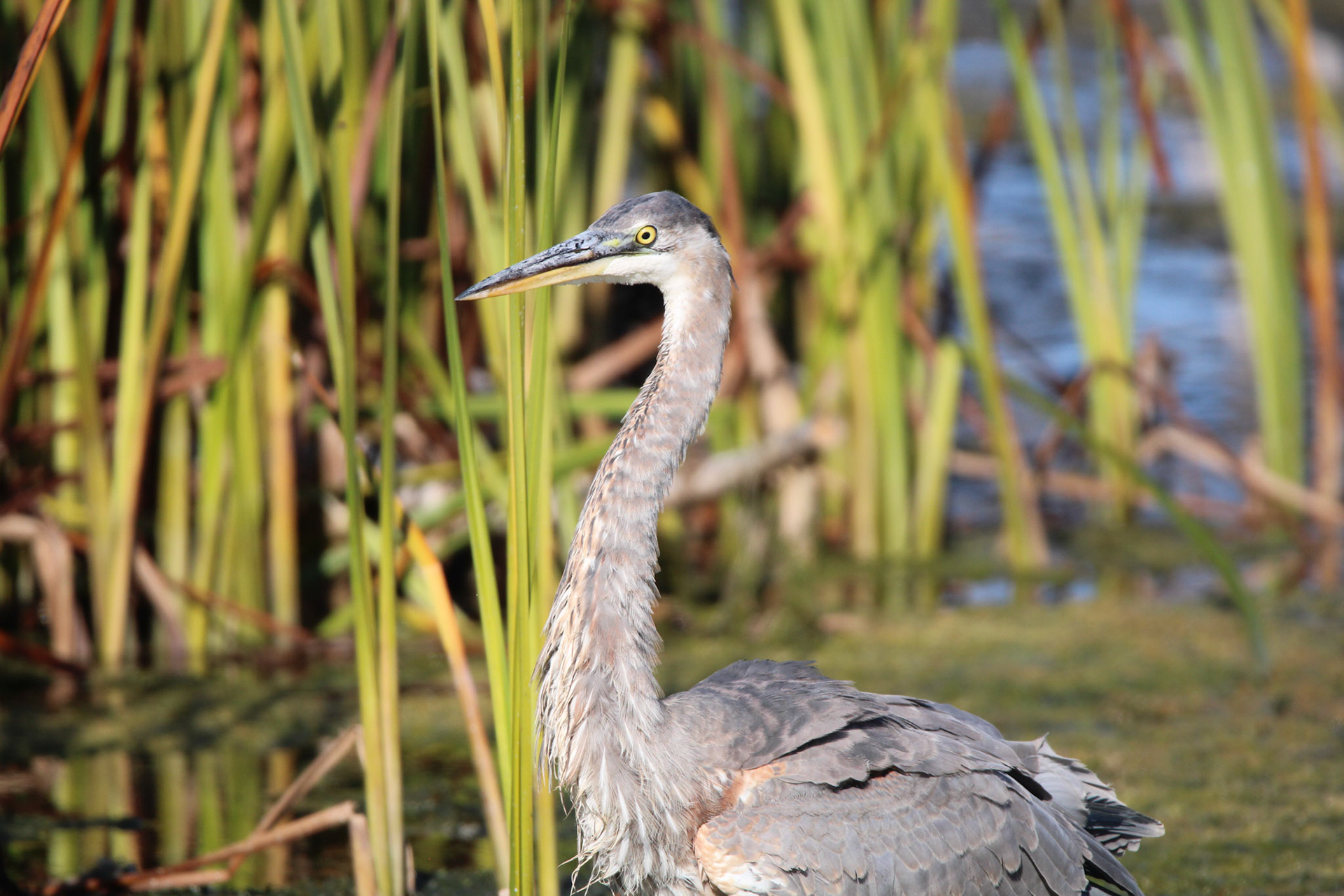 Great Blue Heron