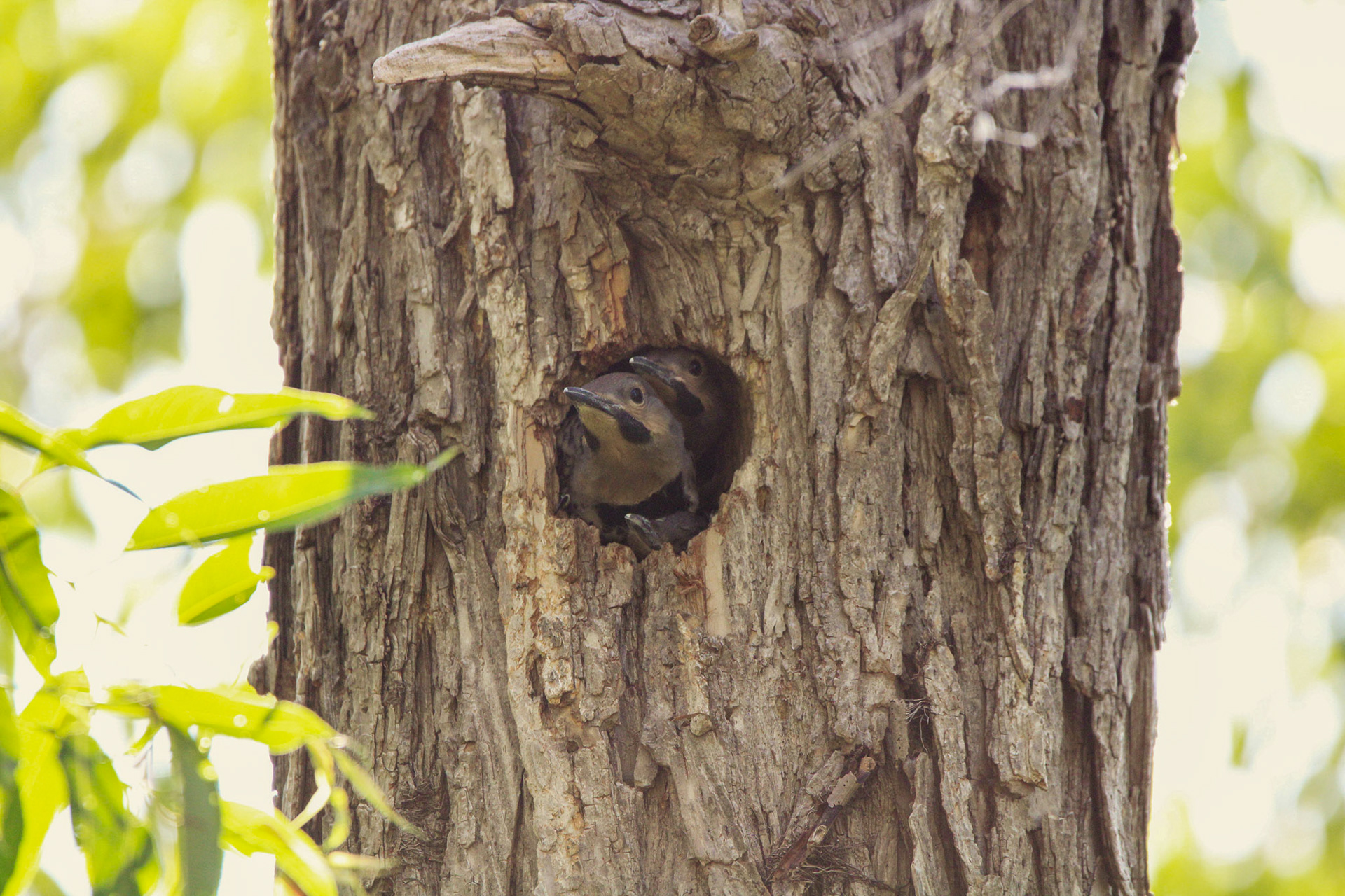 Northern Flicker - Sterling State Park