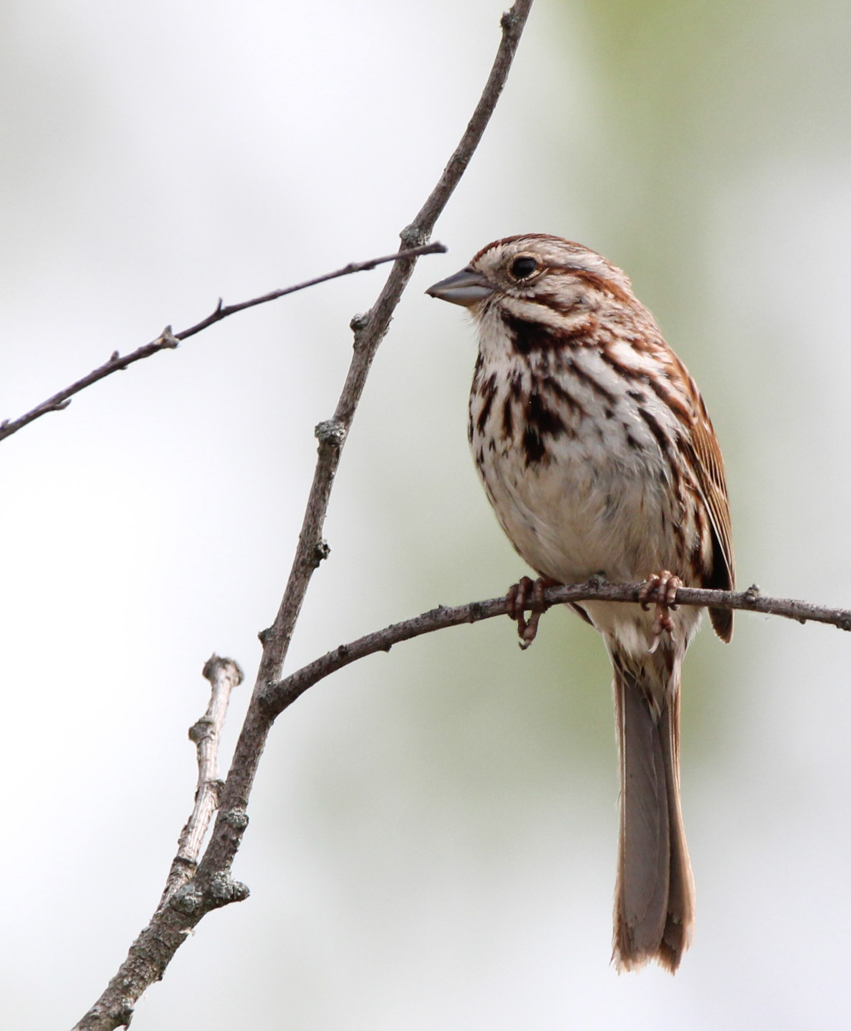 Song Sparrow