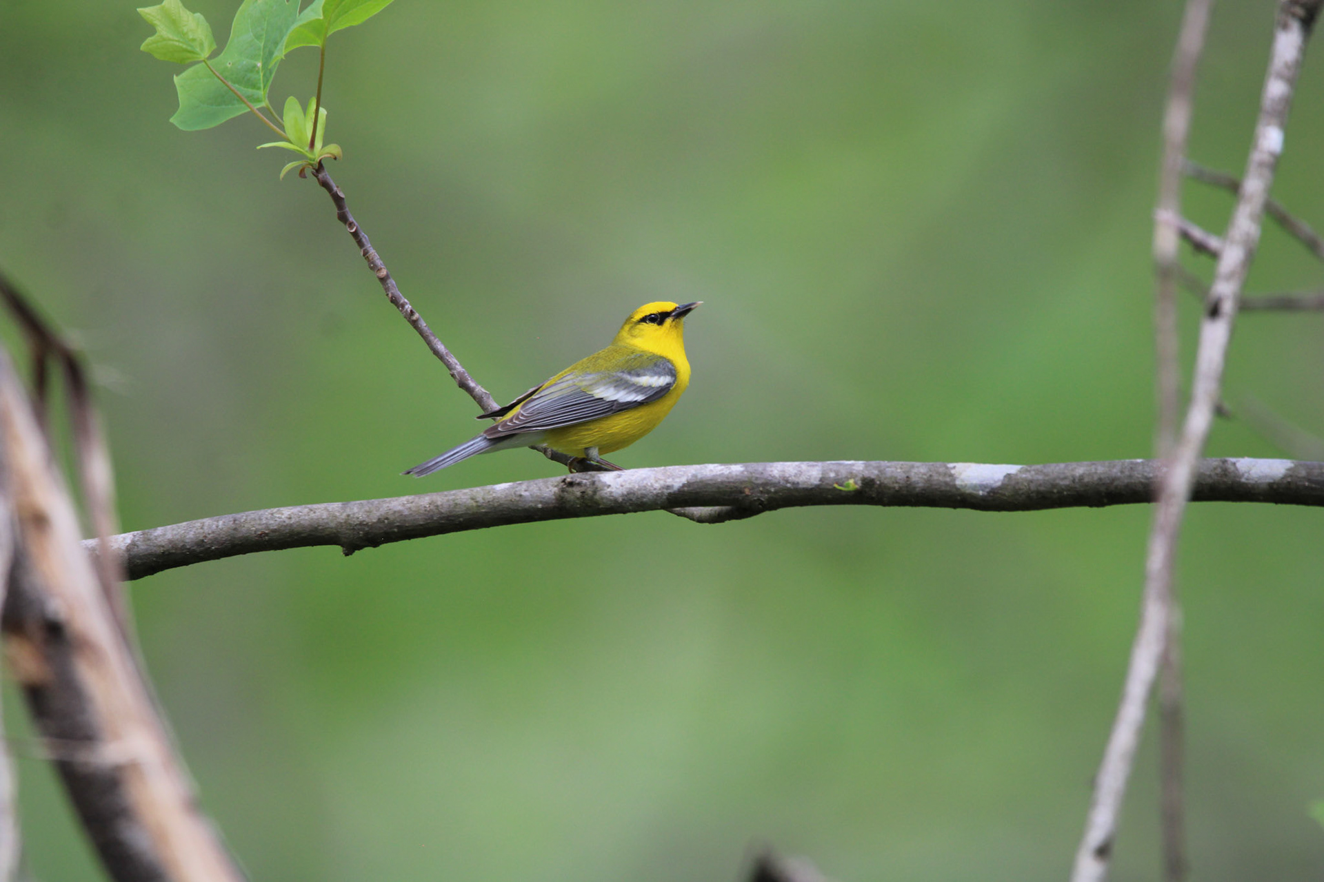 Blue-winged Warbler