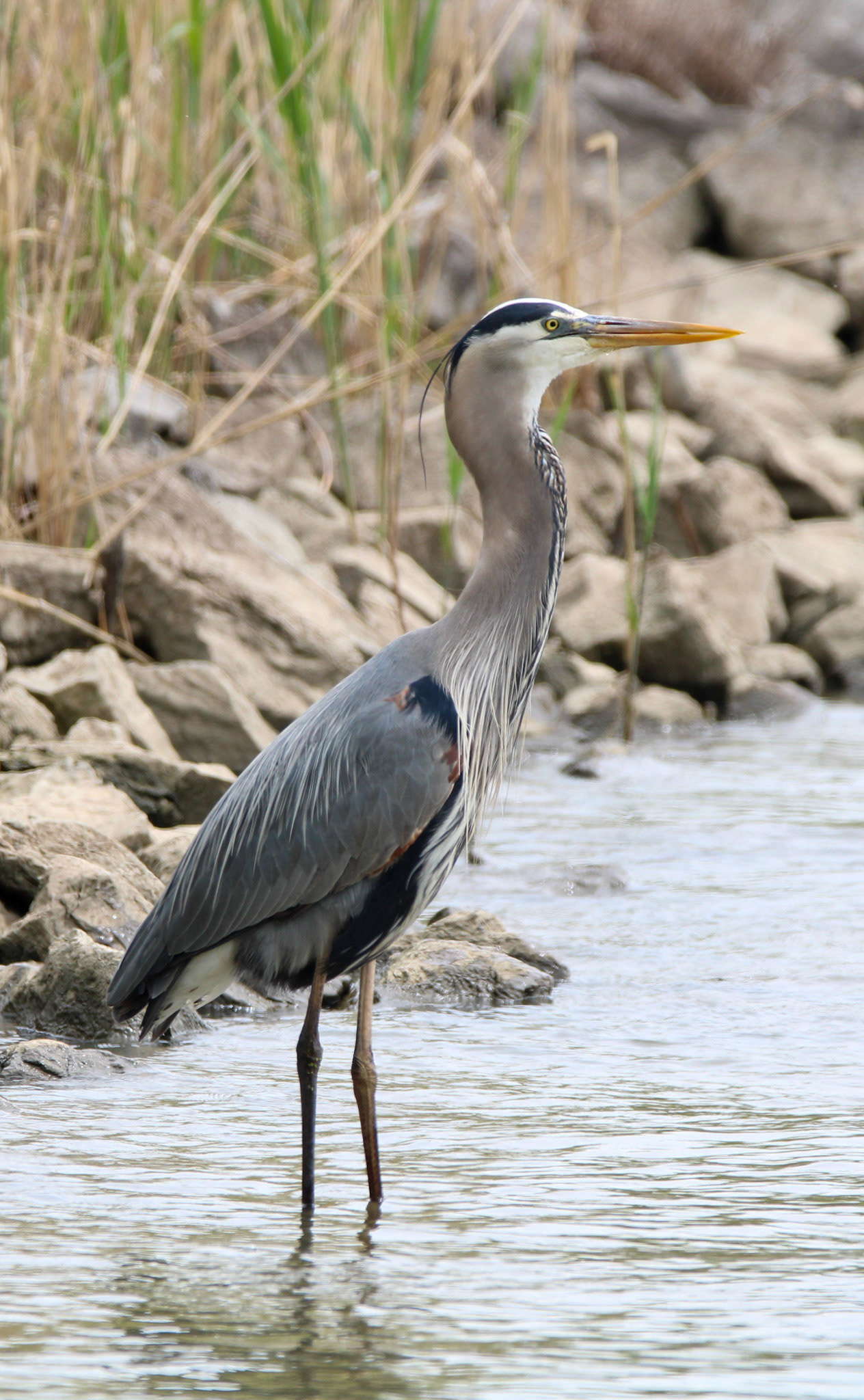 Great Blue Heron