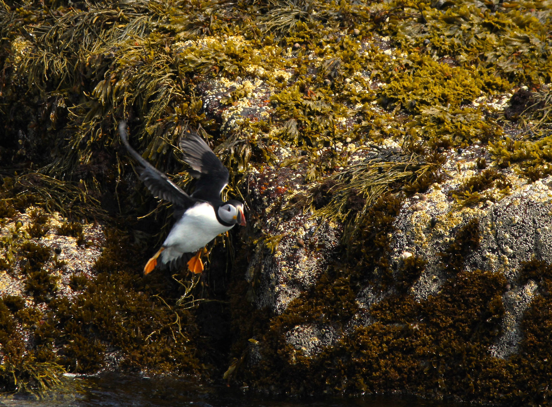 Atlantic Puffin