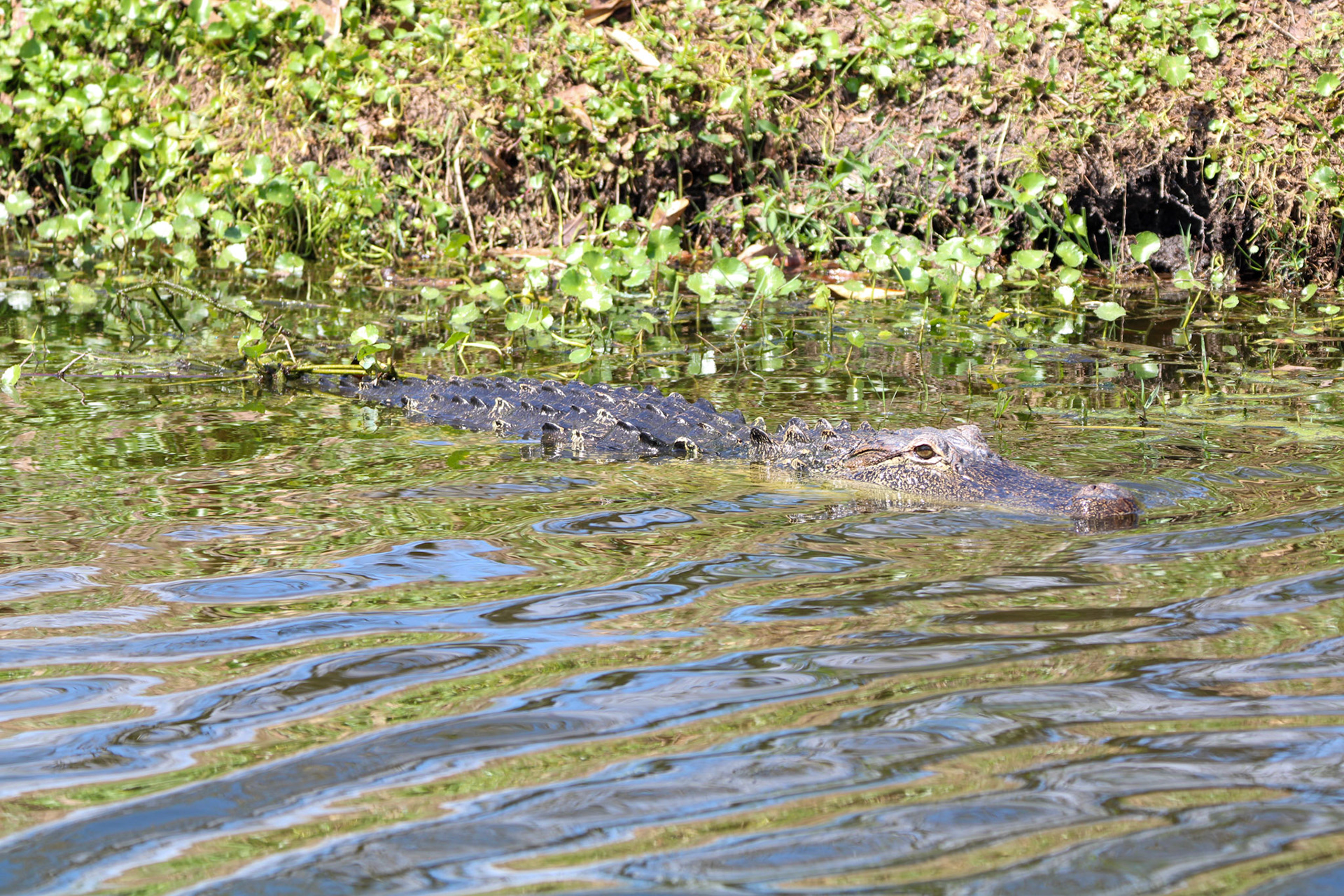 Alligator - Wakodahatchee Wetlands