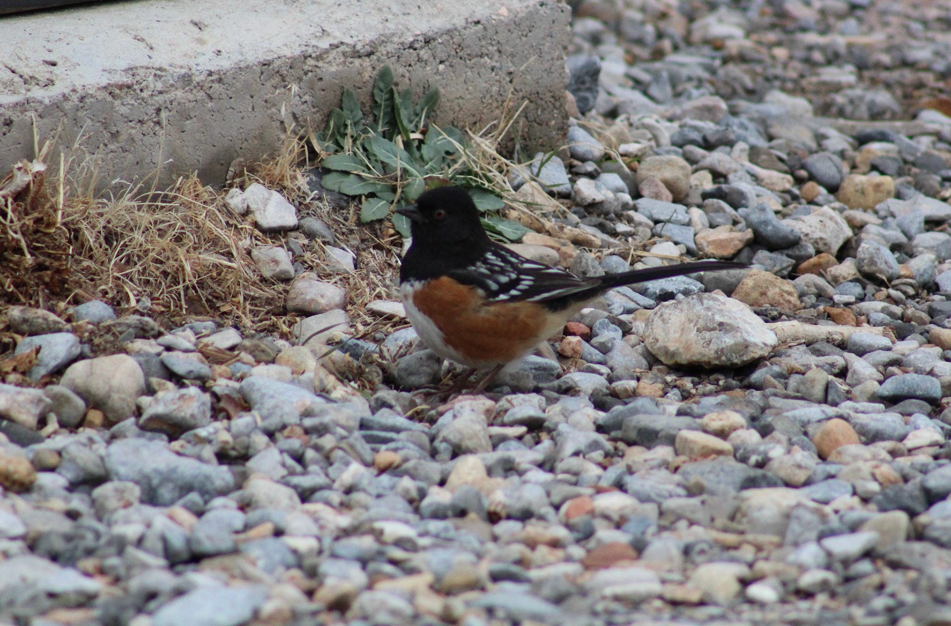 Spotted Towhee