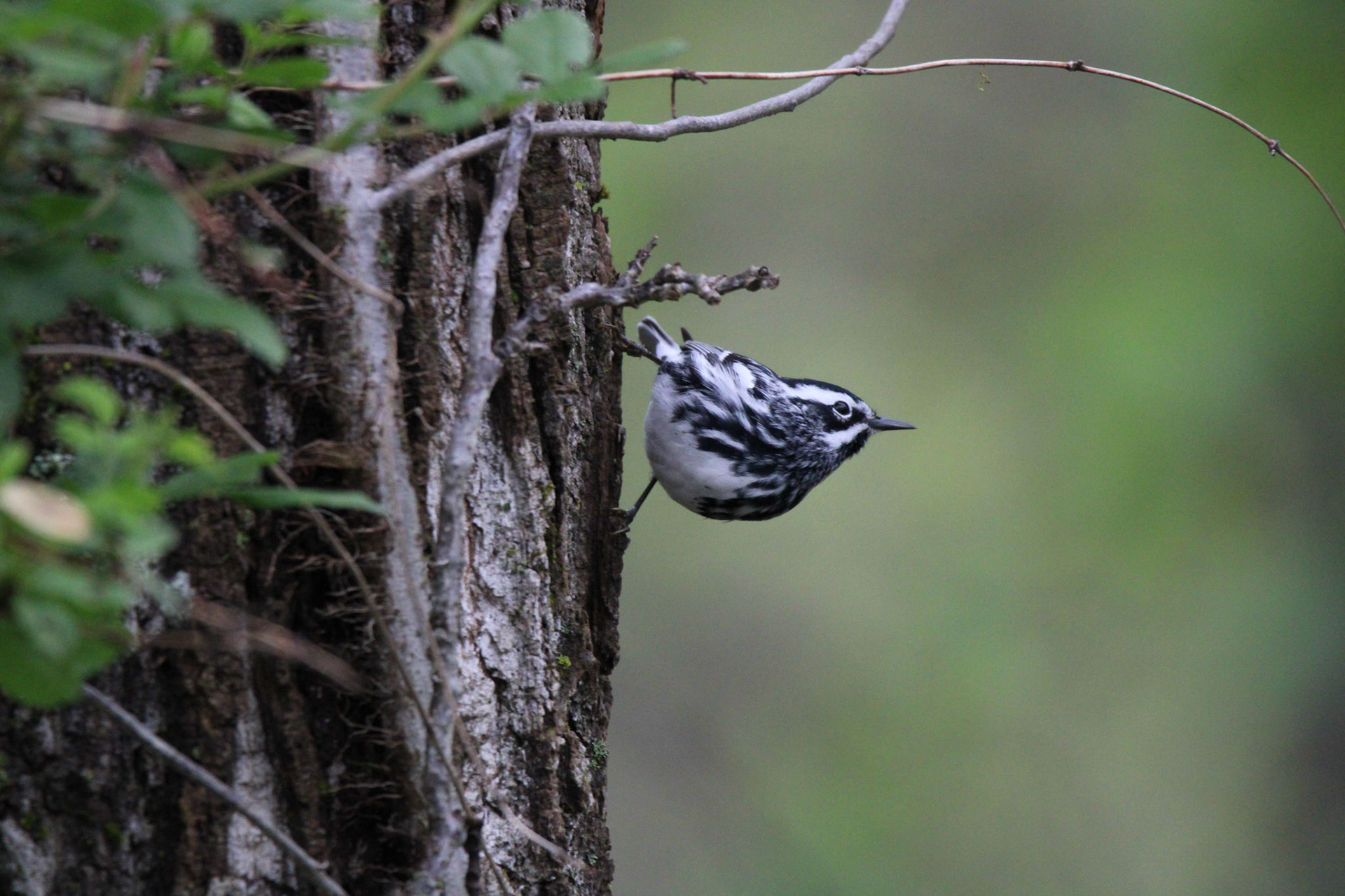 Black-and-white Warbler
