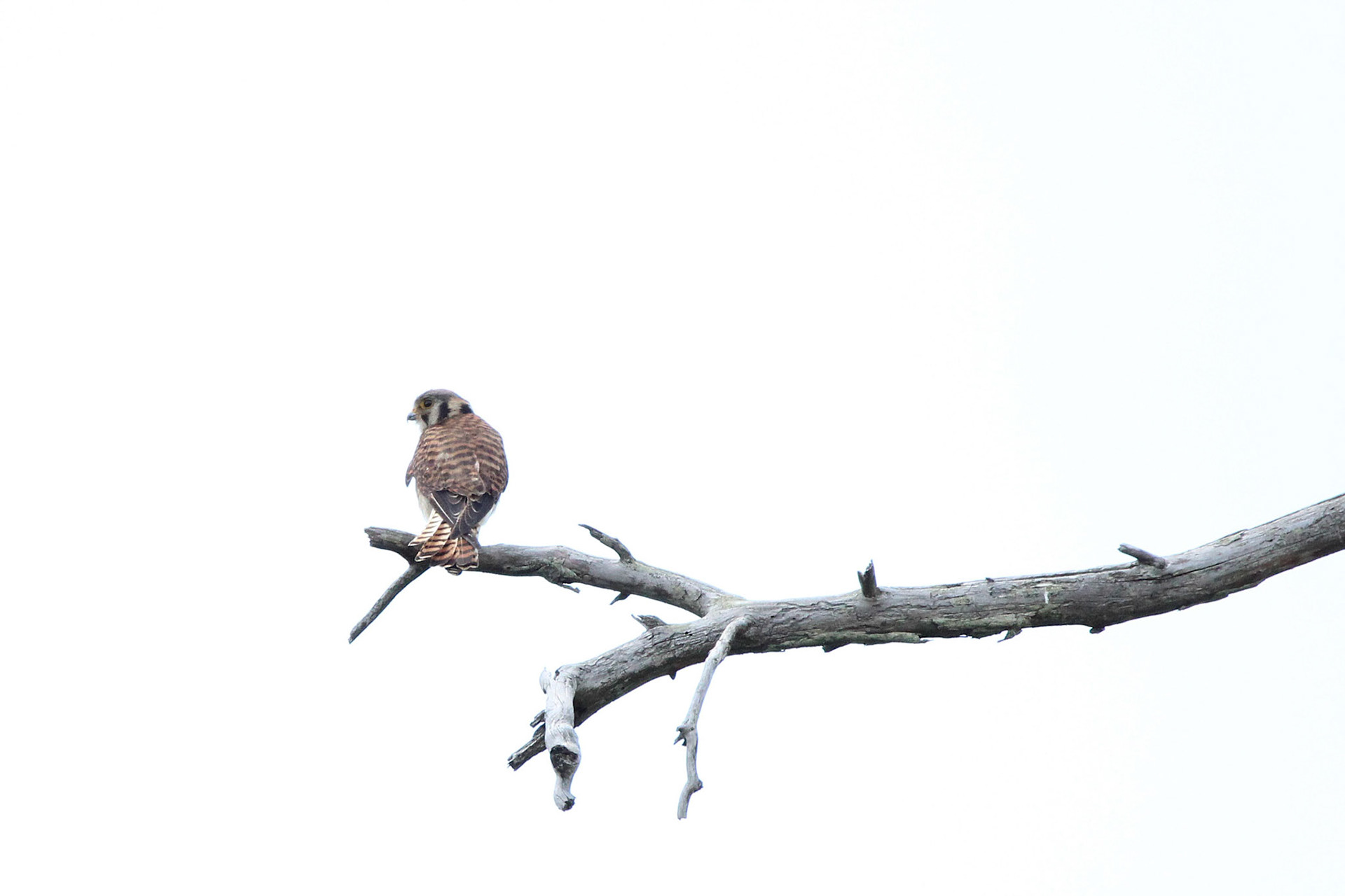 American Kestrel