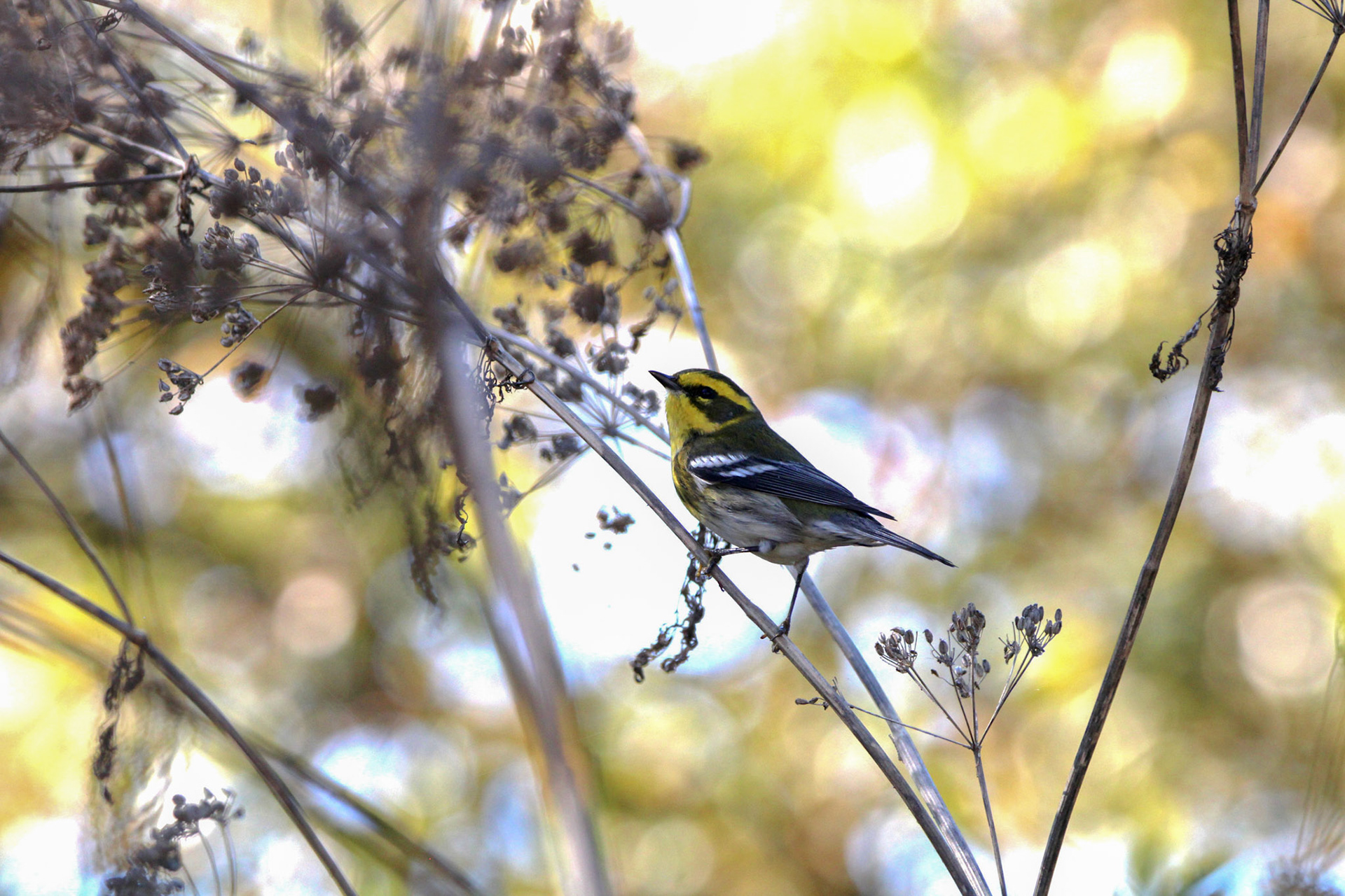 Townsend's Warbler - Laguna Grande Park