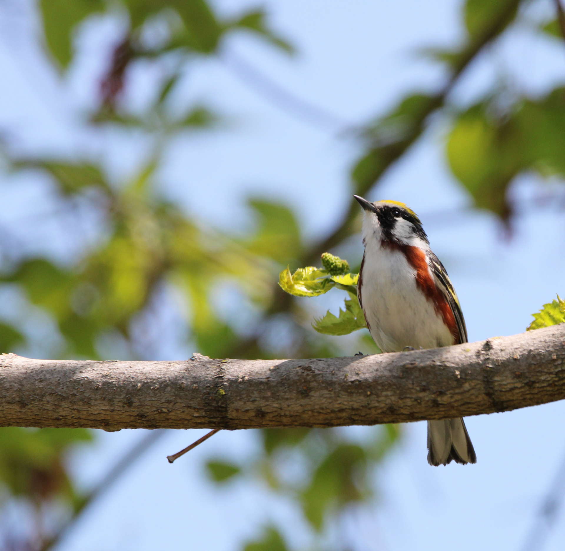 Chestnut-sided Warbler