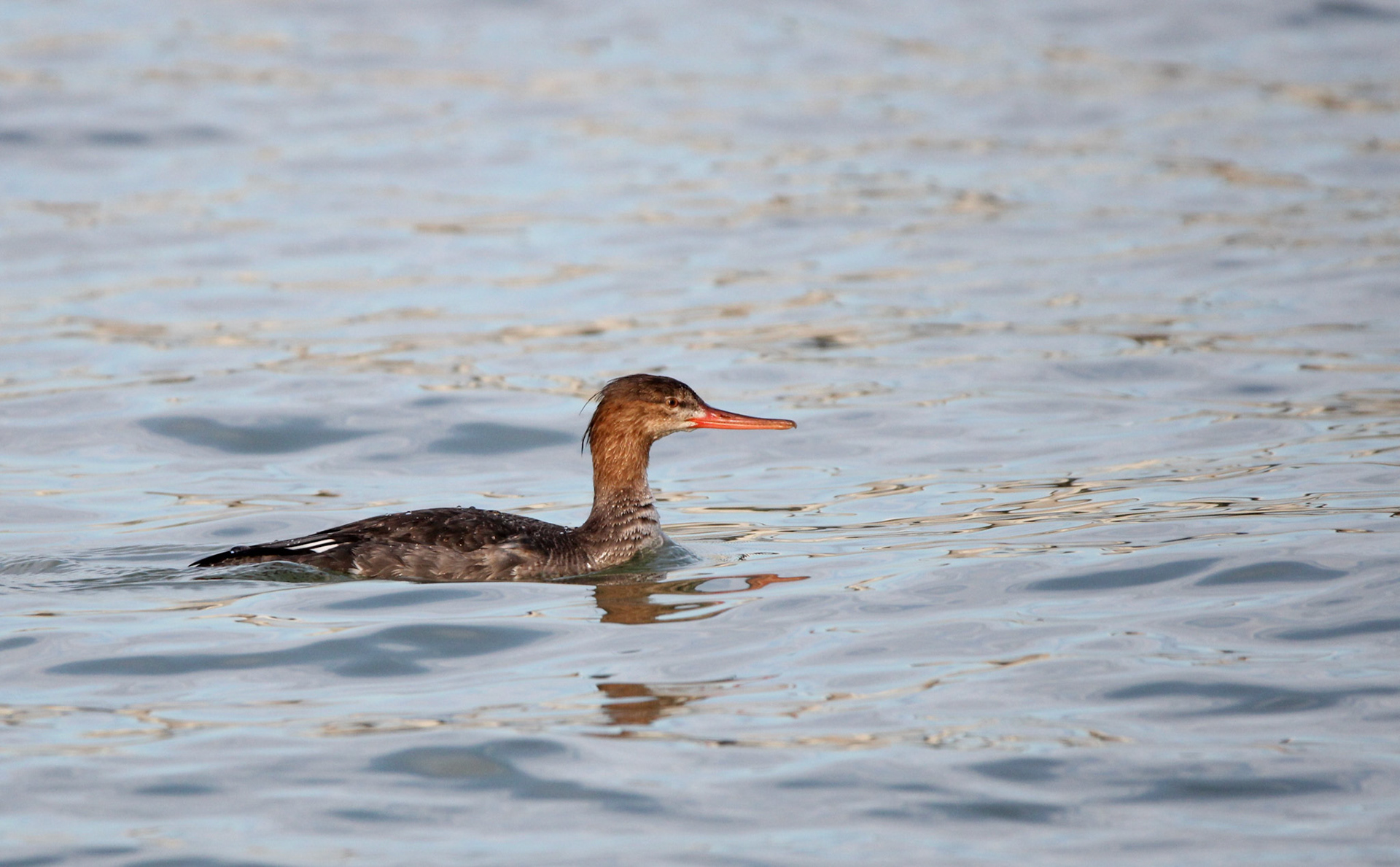 Red-breasted Merganser
