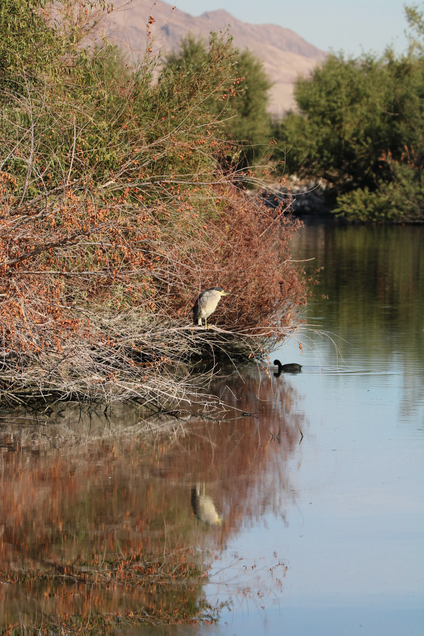 Black-crowned Night Heron