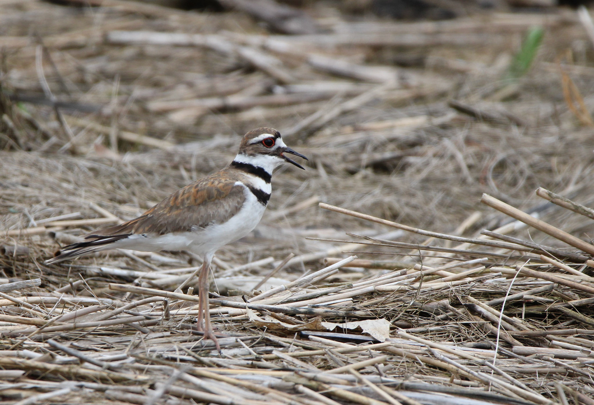 Killdeer