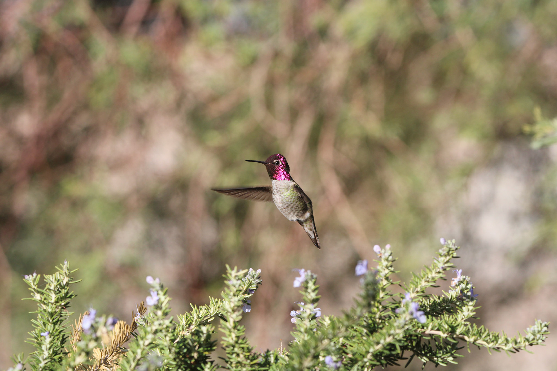 Anna's Hummingbird