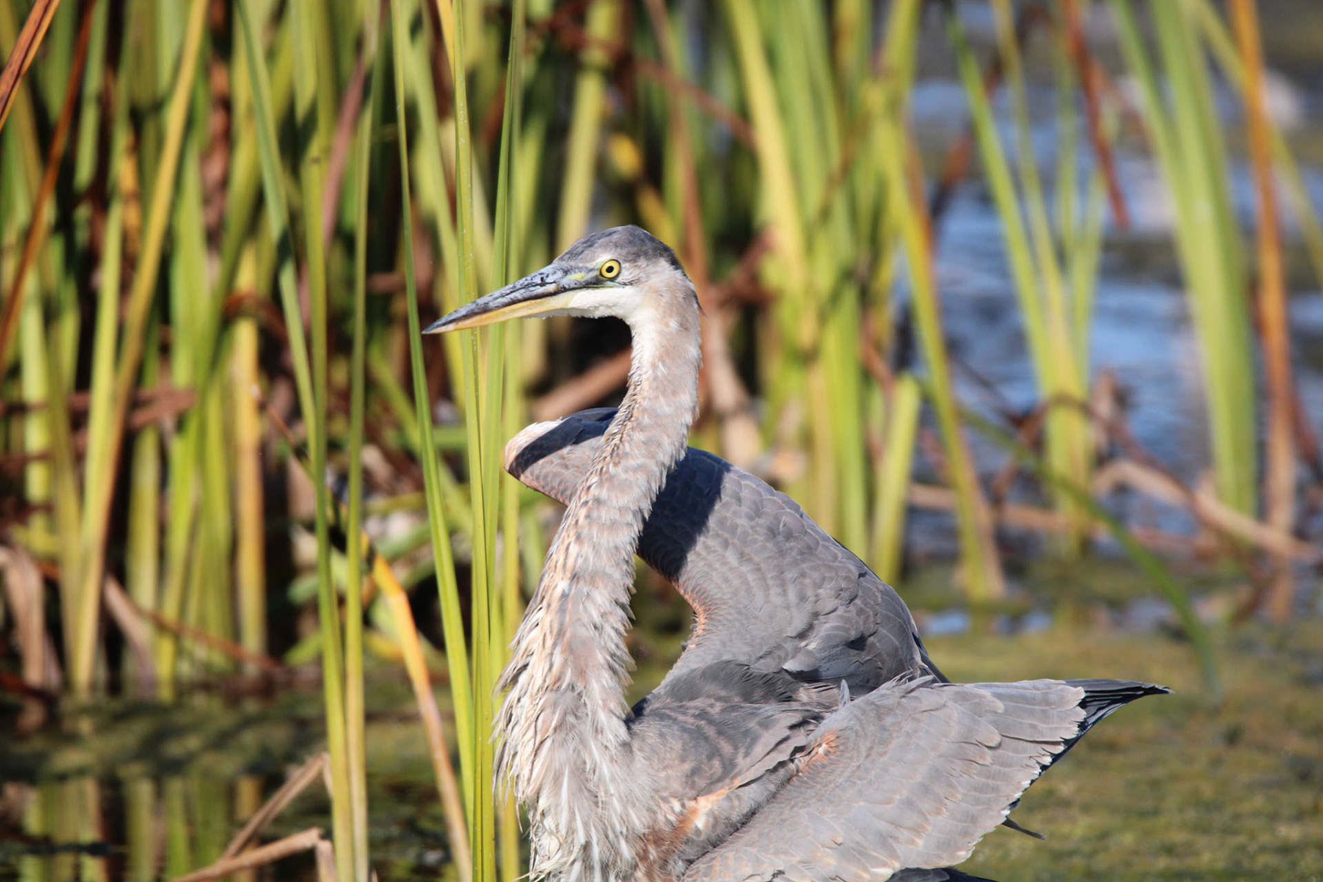 Great Blue Heron