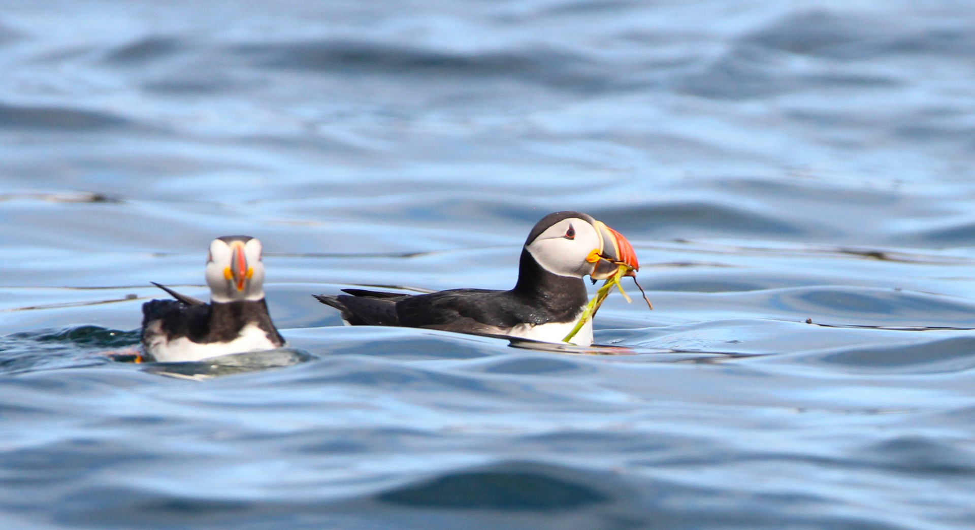 Atlantic Puffin