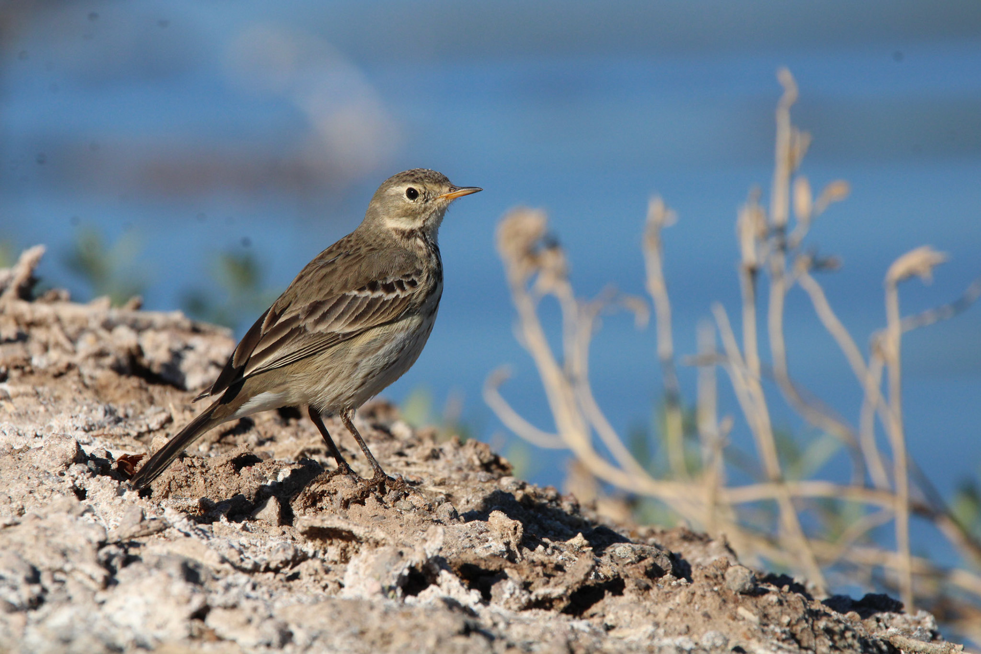 American Pipit