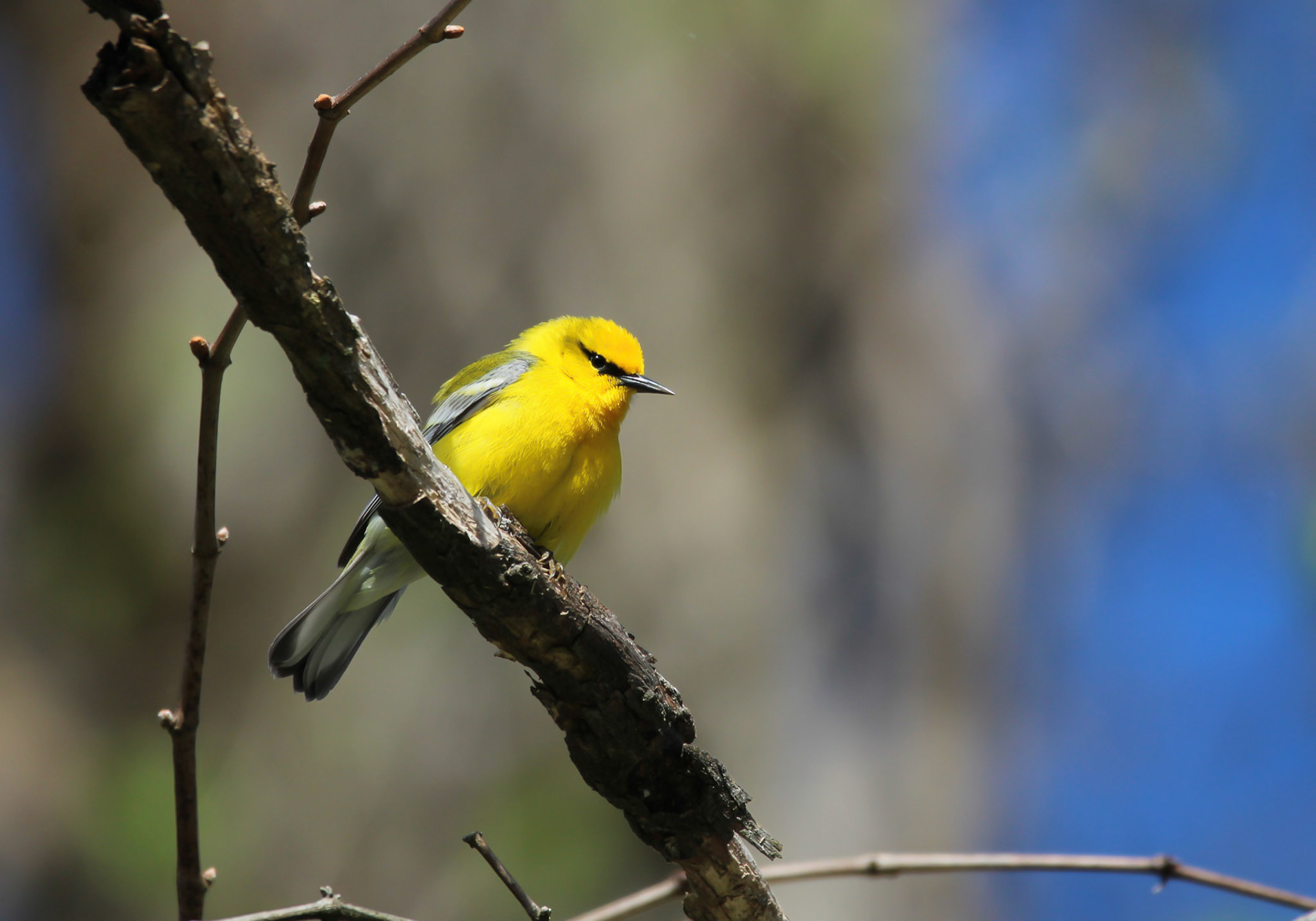 Blue-winged Warbler
