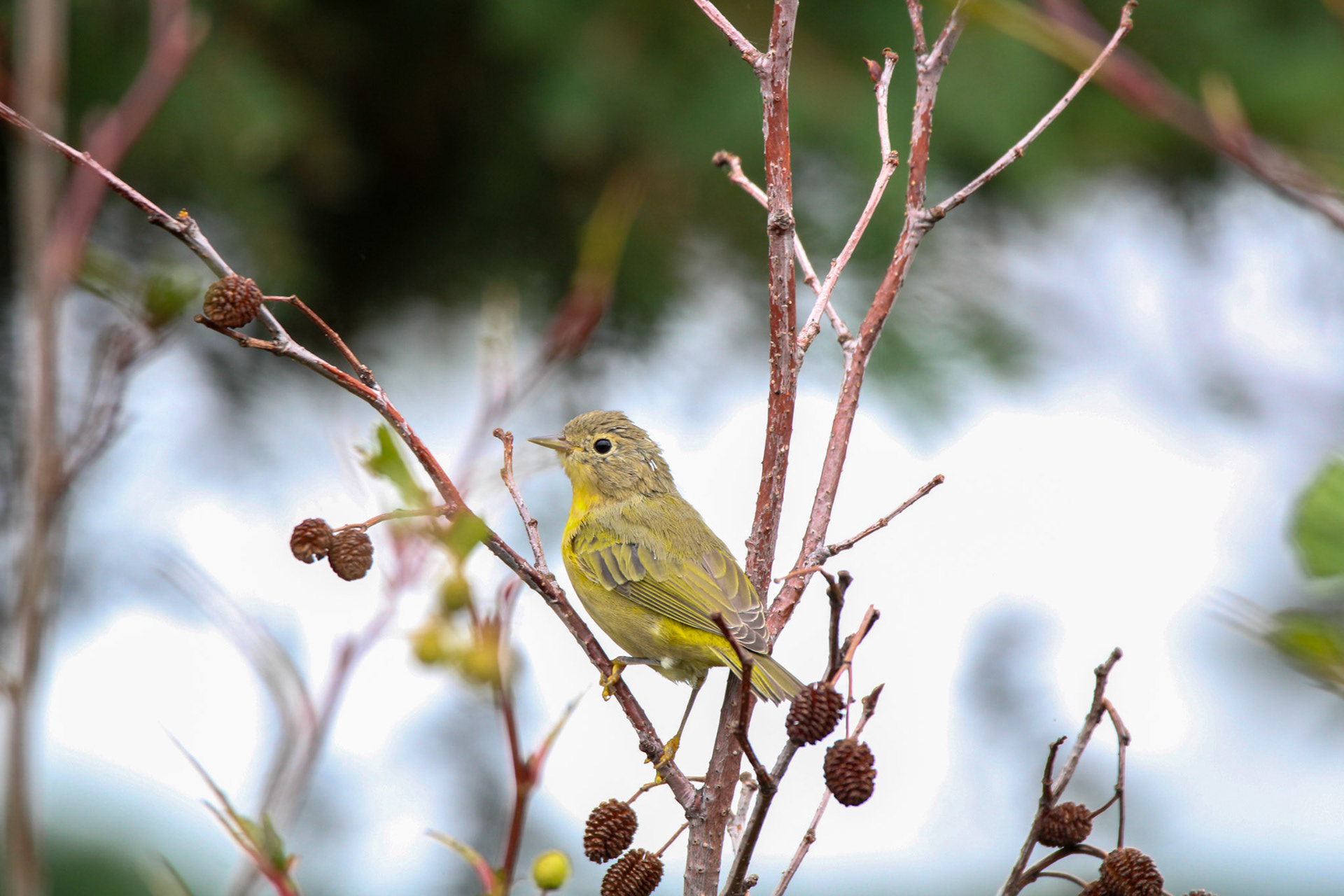 Nashville Warbler - Grand Marais