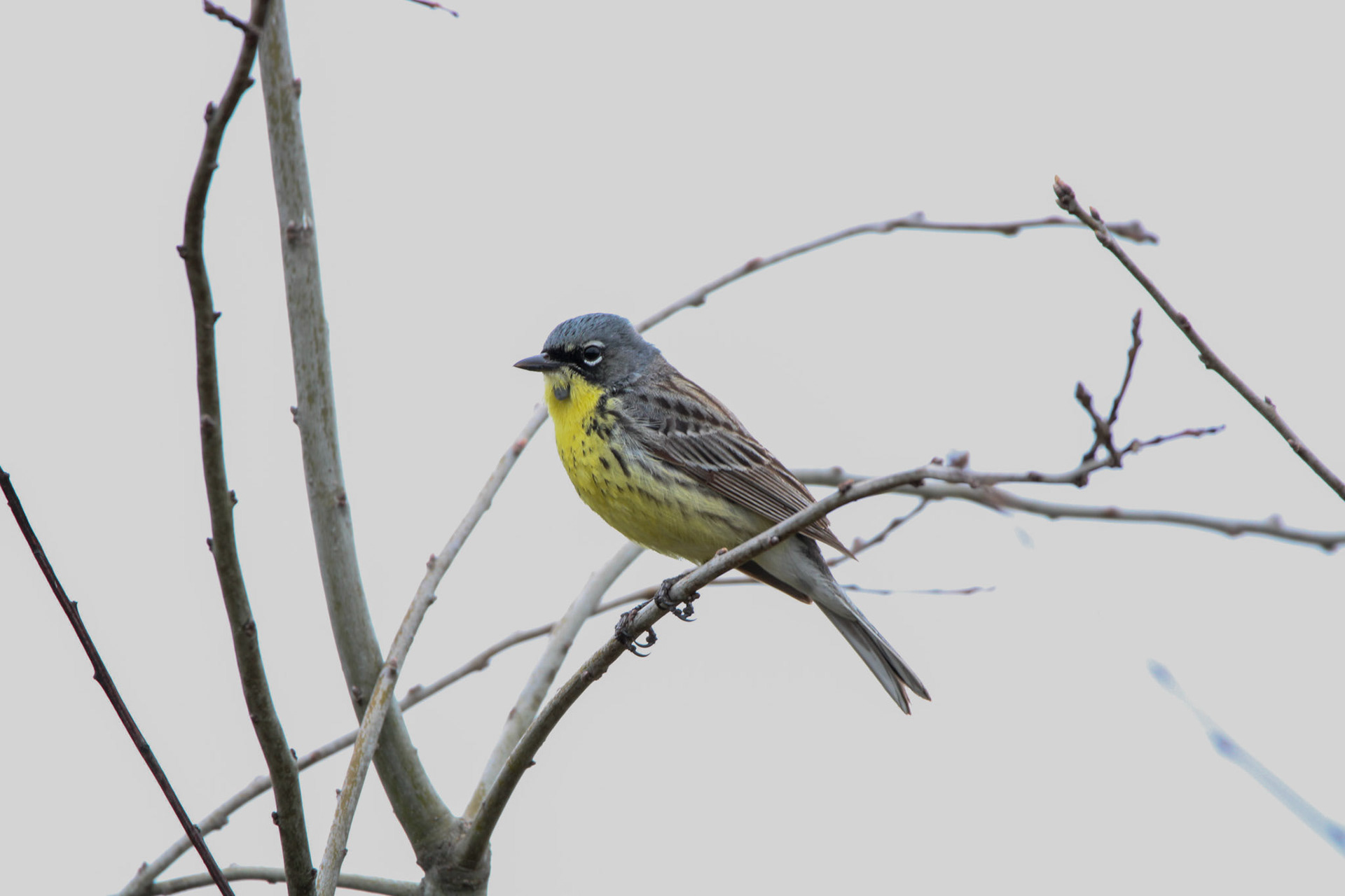 Kirtland's Warbler