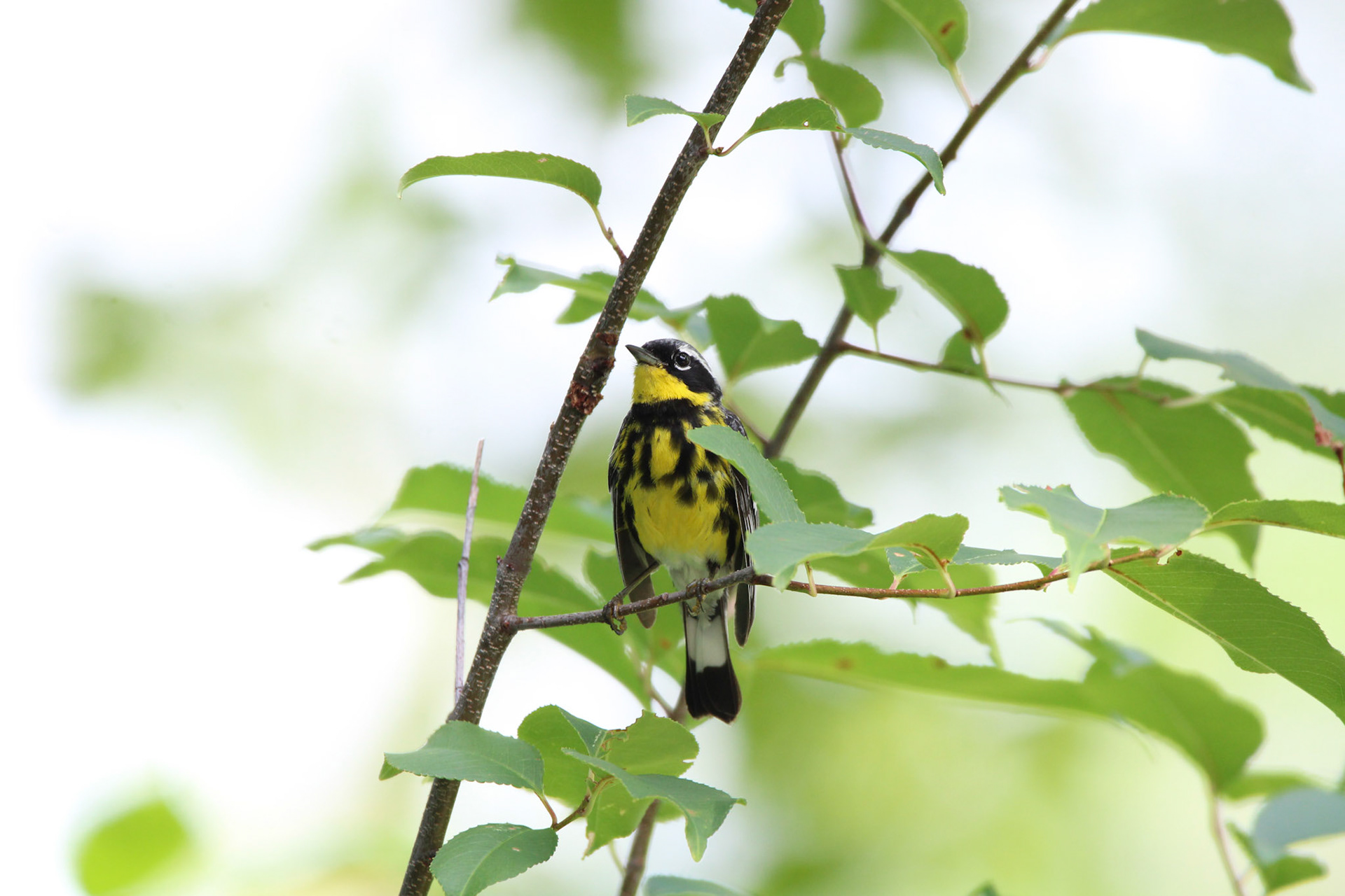 Magnolia Warbler - Tucker Lake