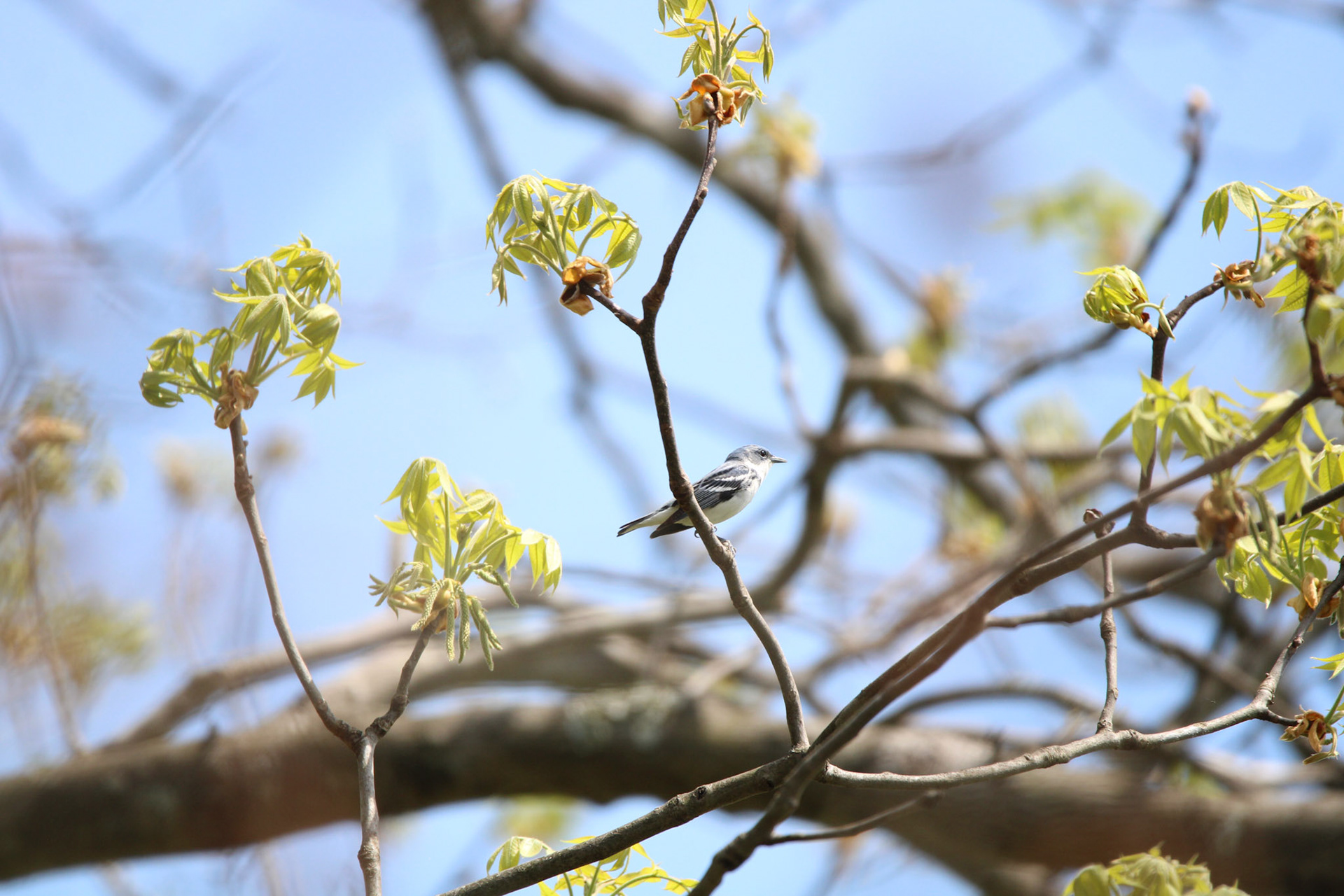 Cerulean Warbler
