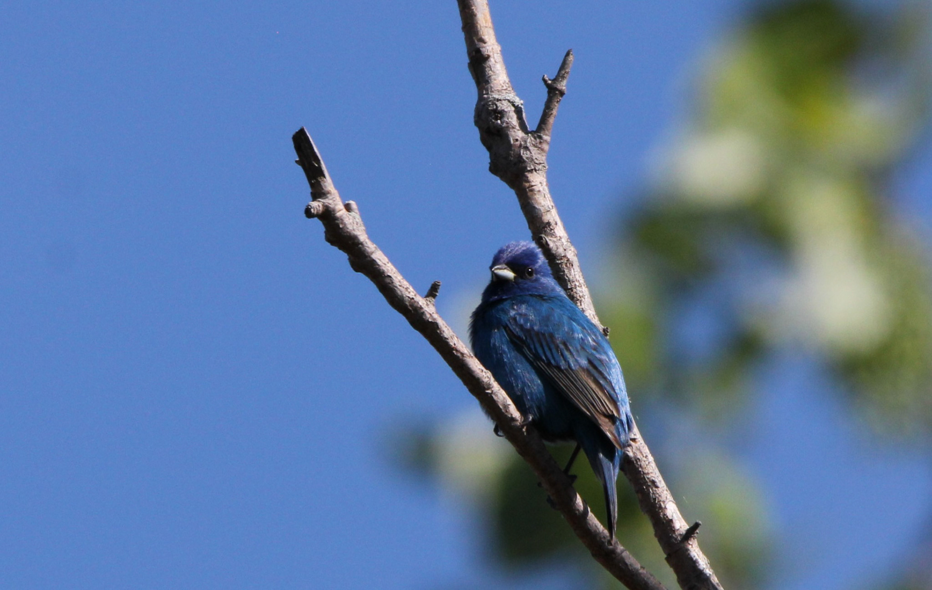 Indigo Bunting