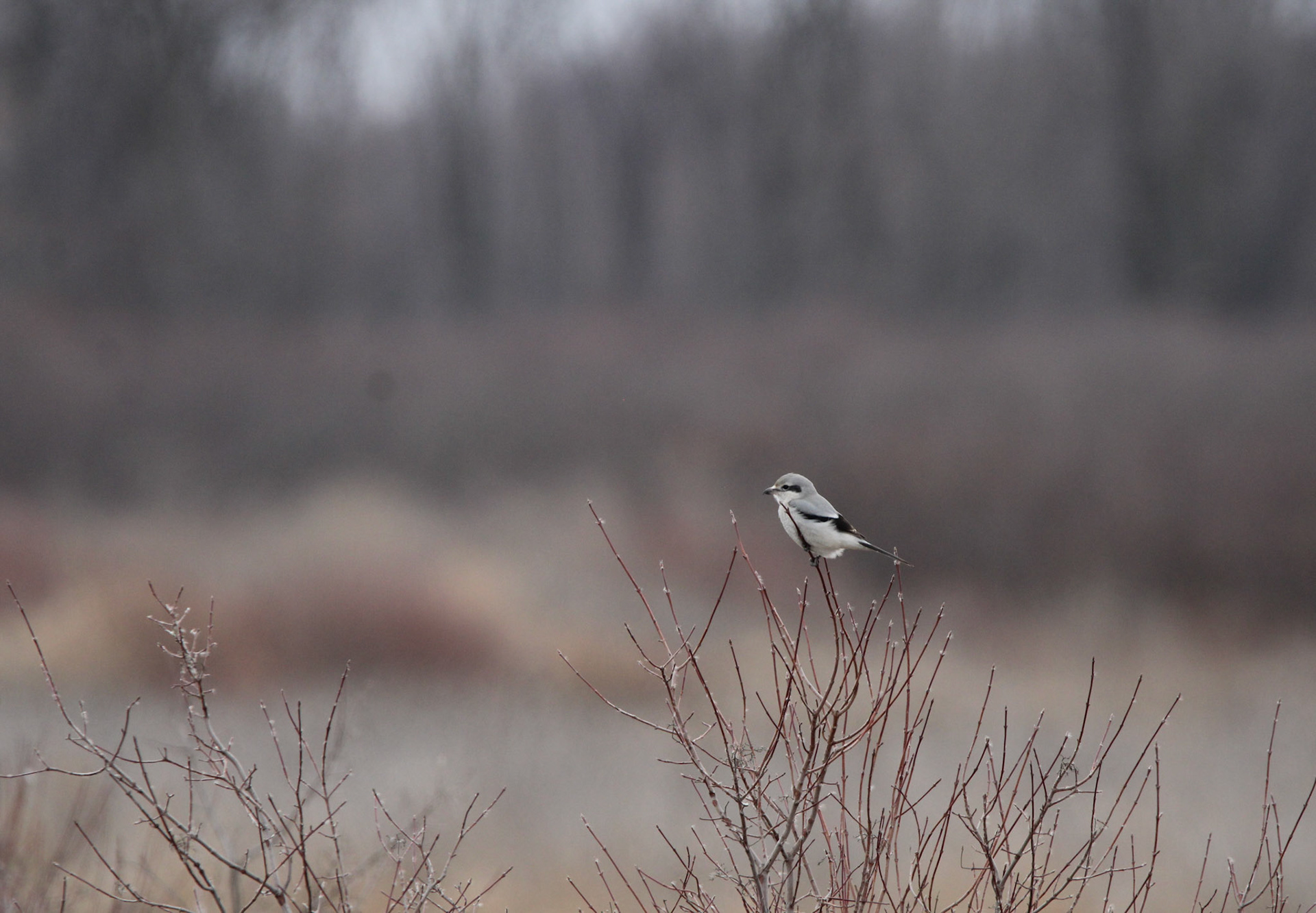 Northern Shrike