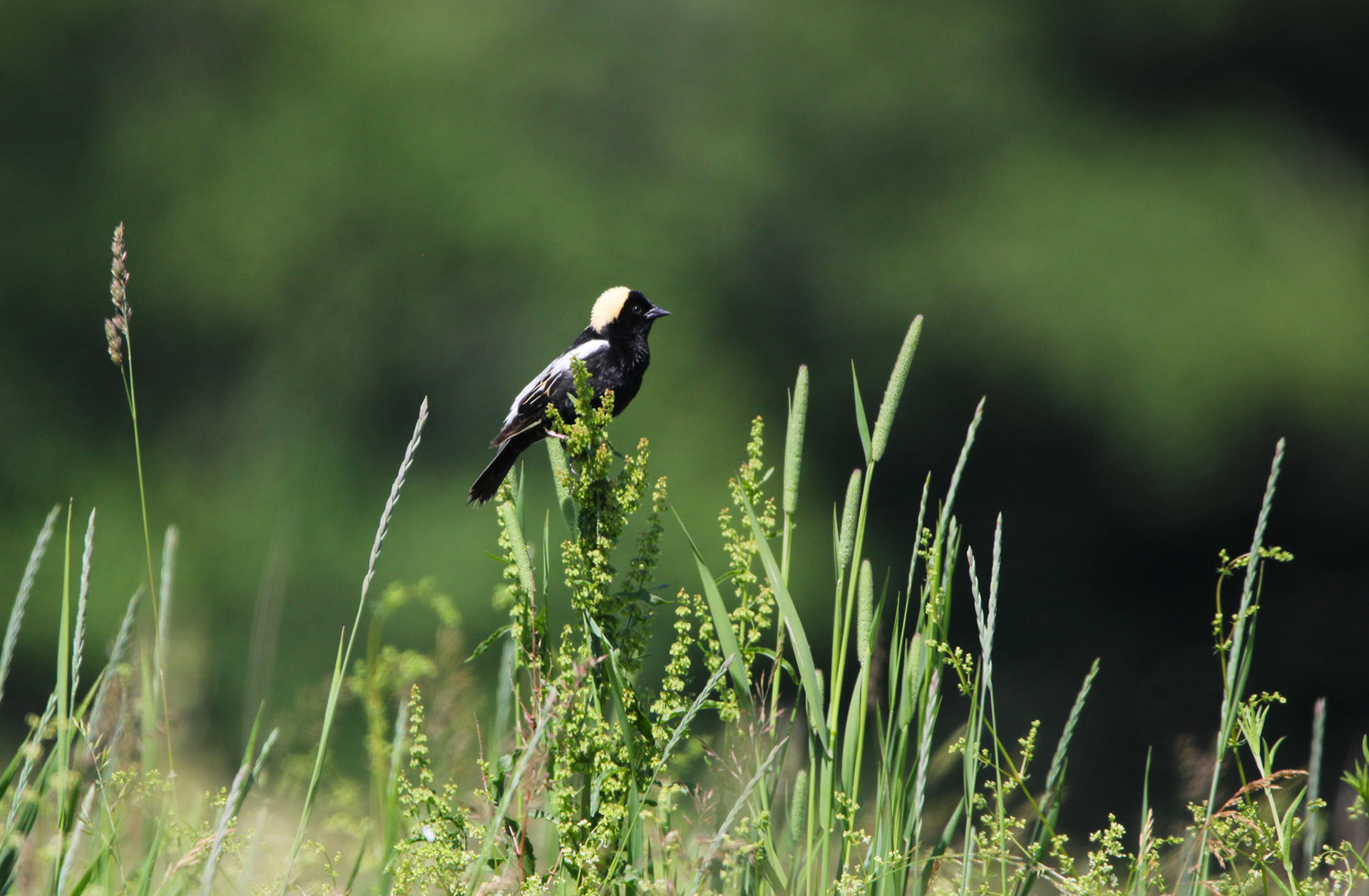 Bobolink