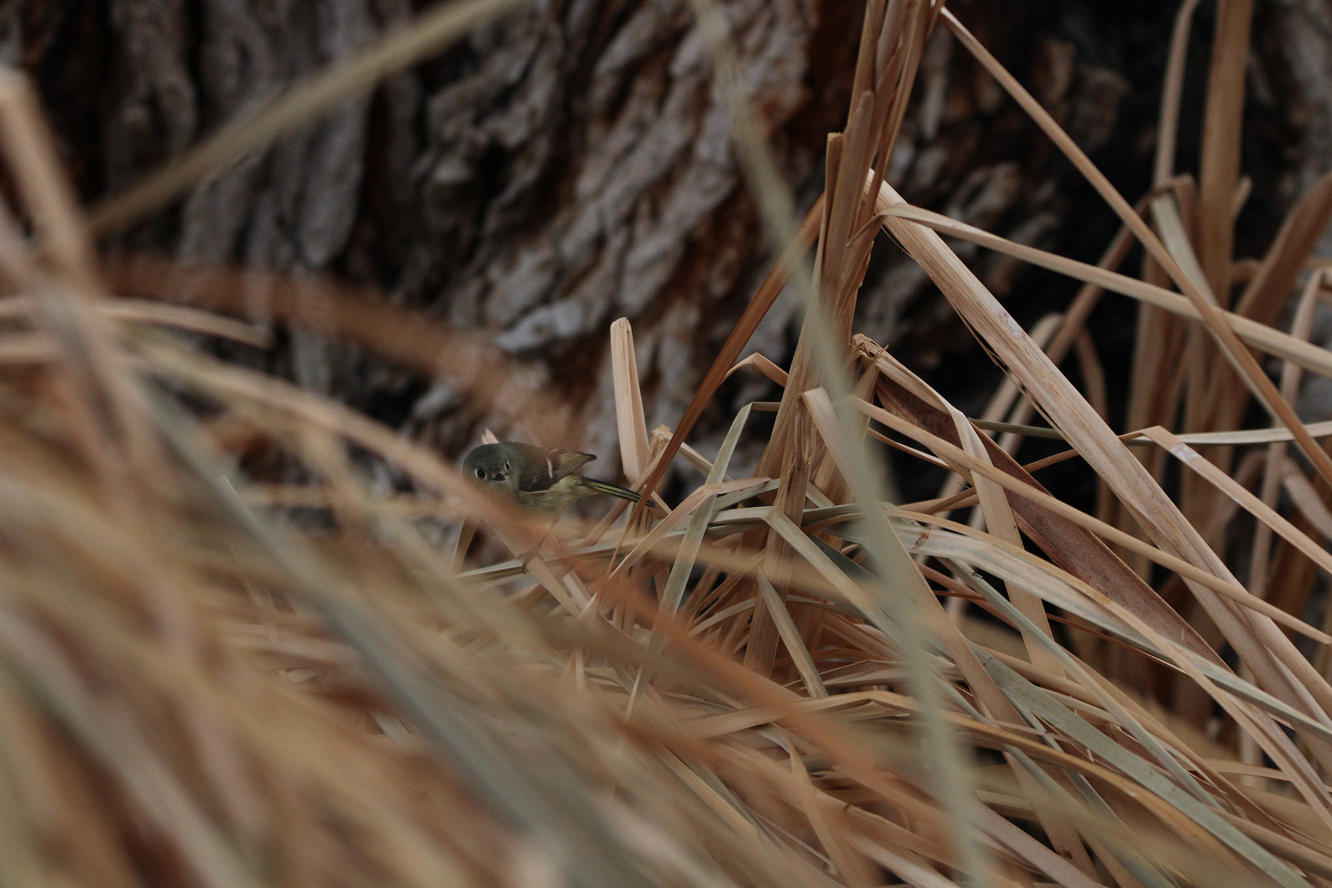 Ruby-crowned Kinglet