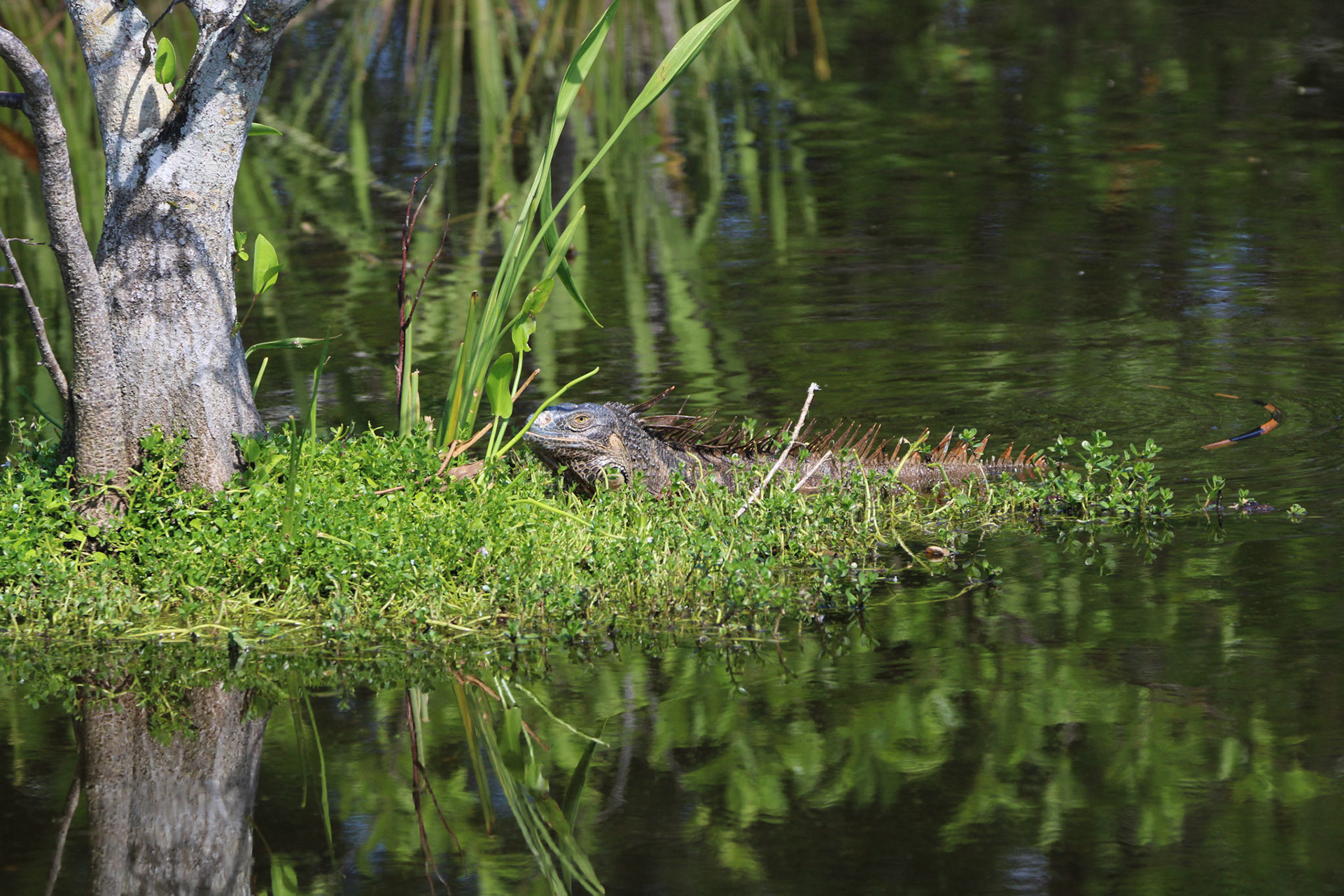 Iguana - Wakodahatchee Wetlands