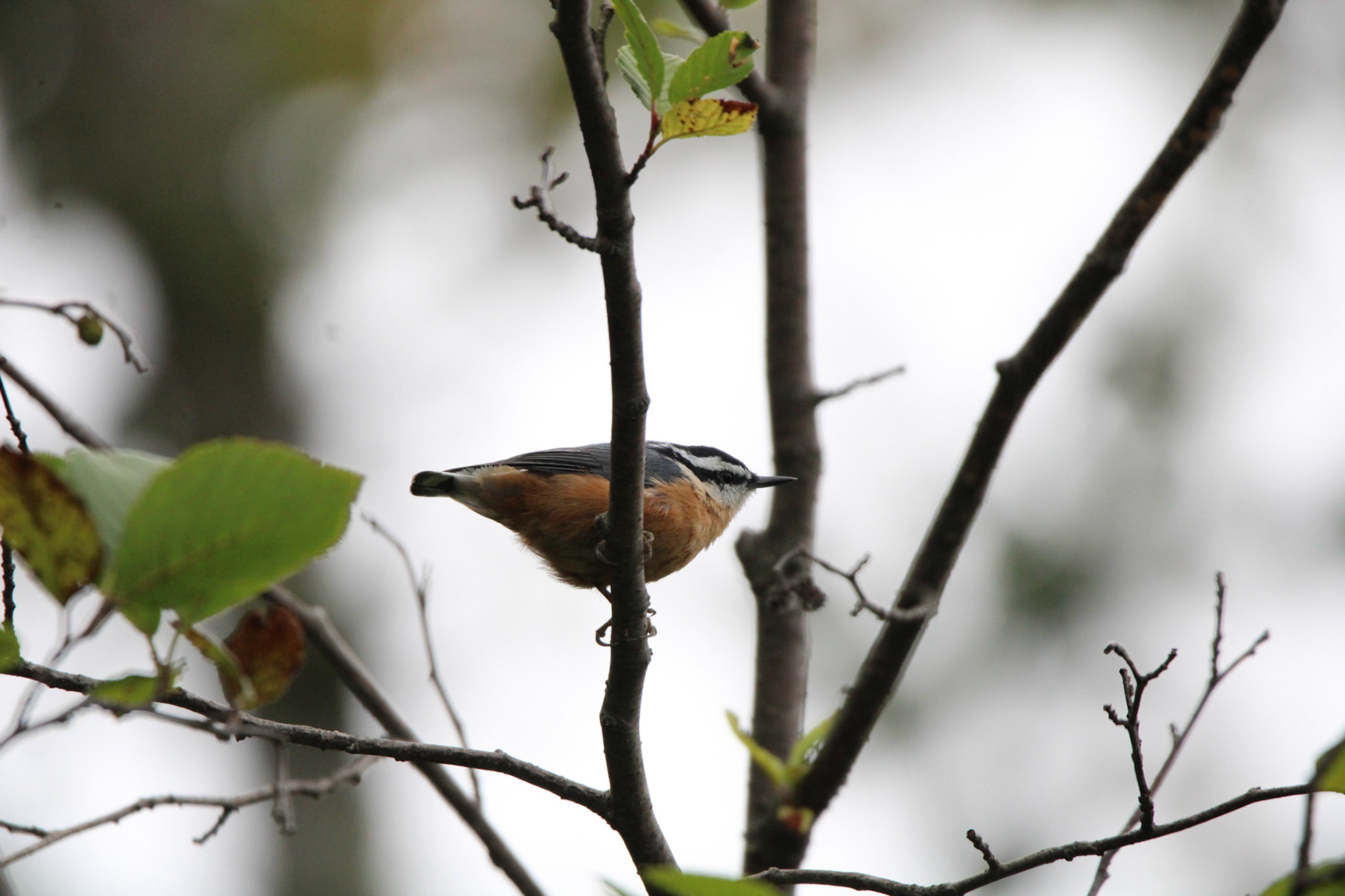 Red-breasted Nuthatch - Shipwreck Creek Campground