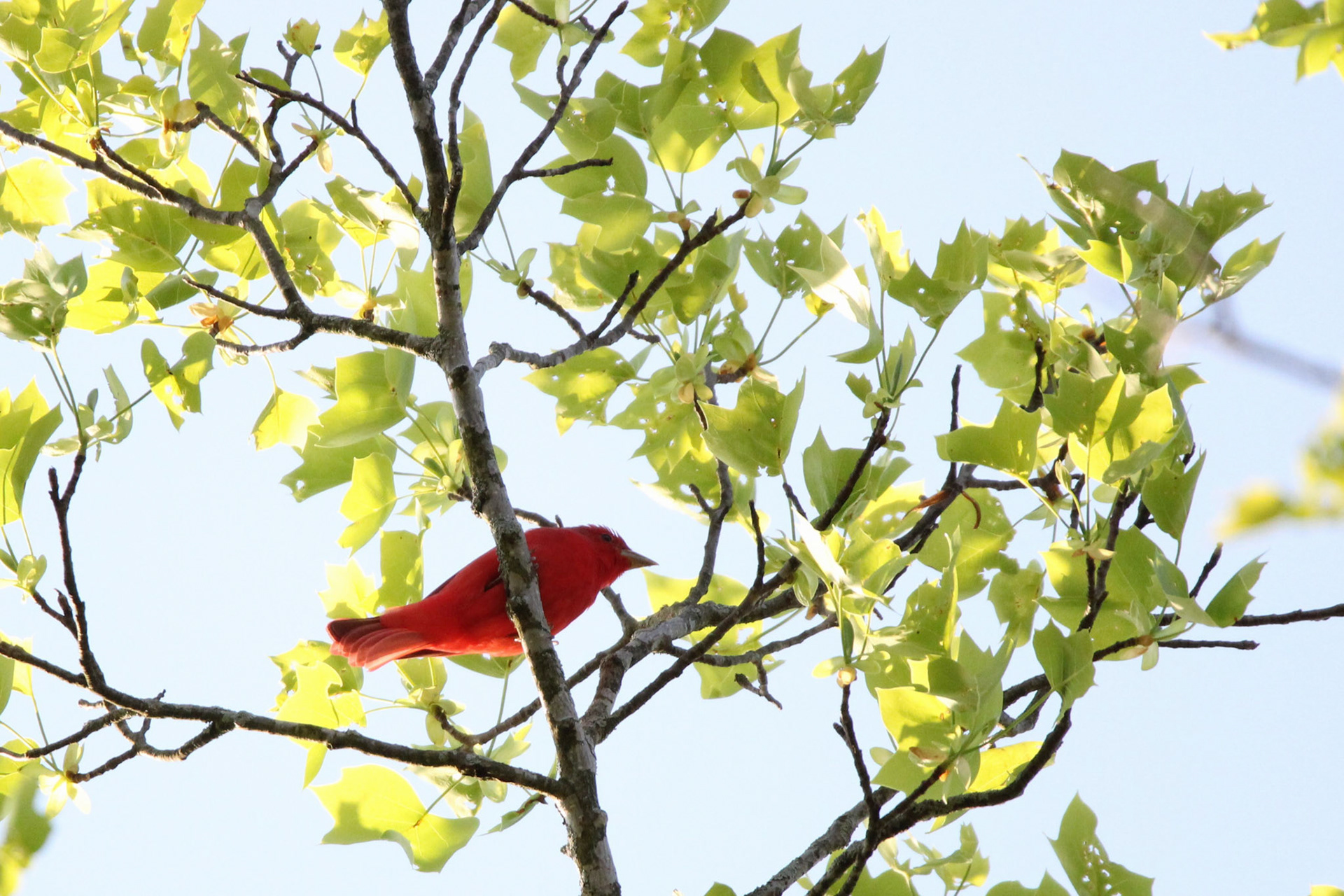 Summer Tanager