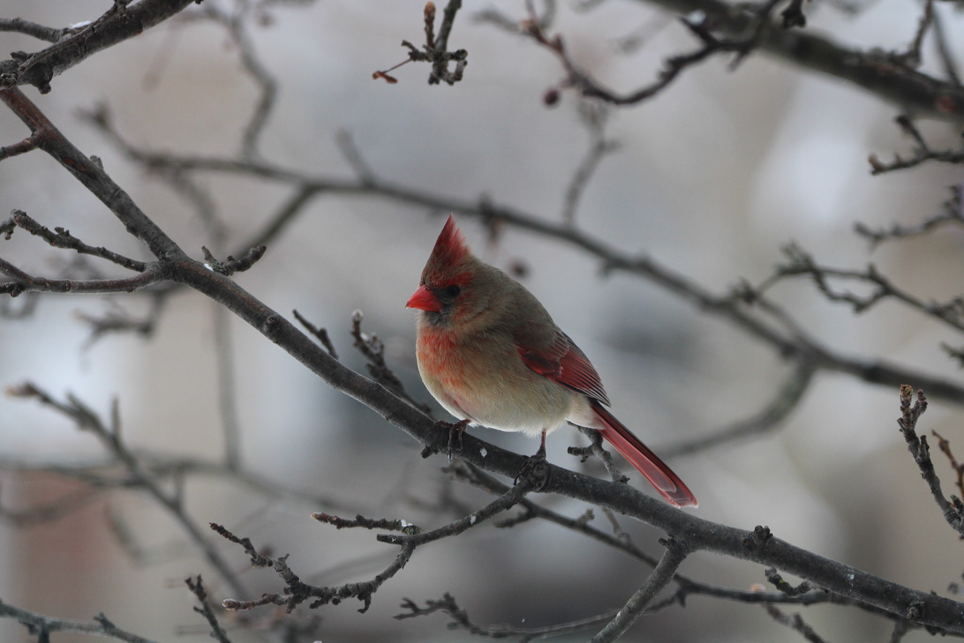 Northern Cardinal