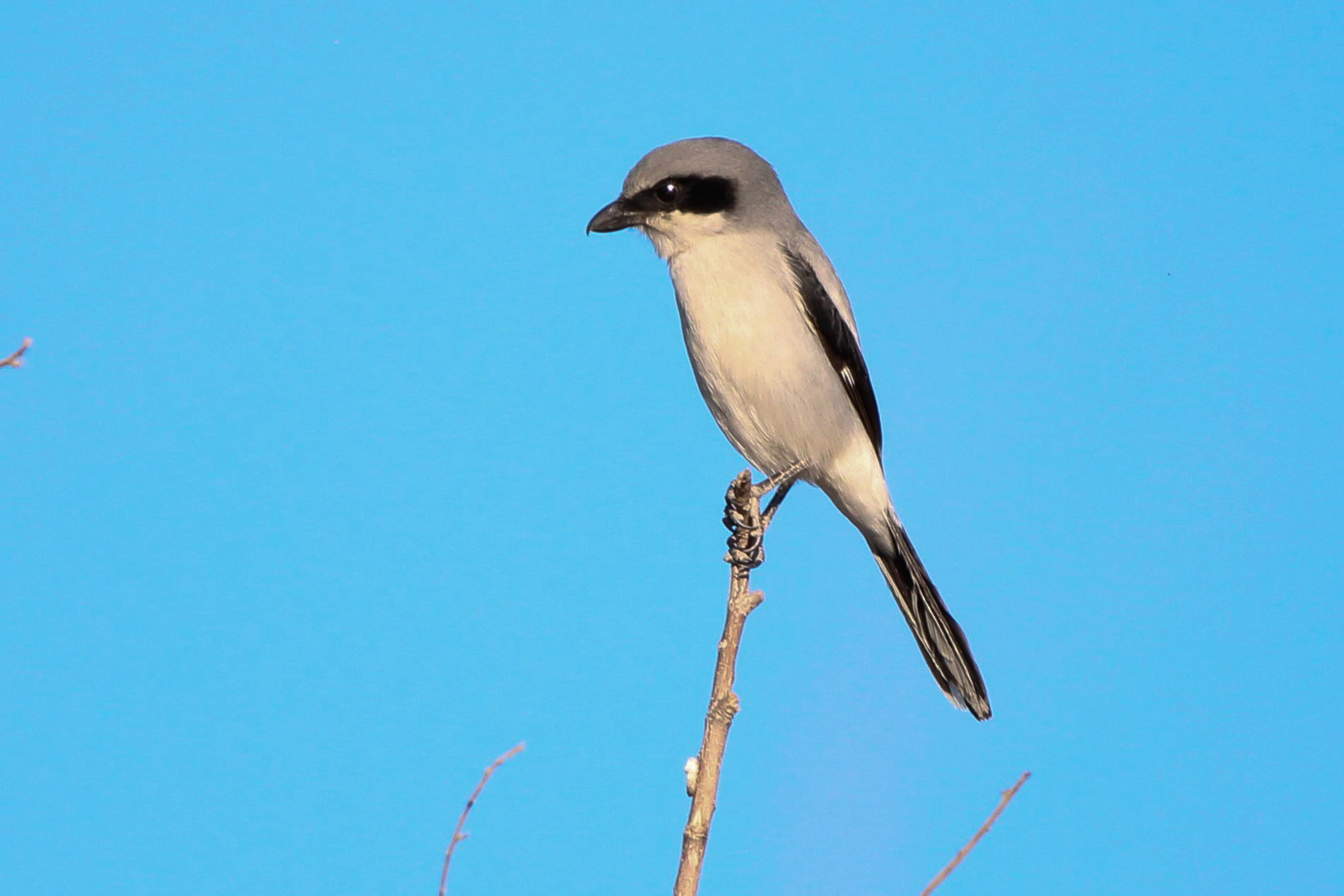 Loggerhead Shrike