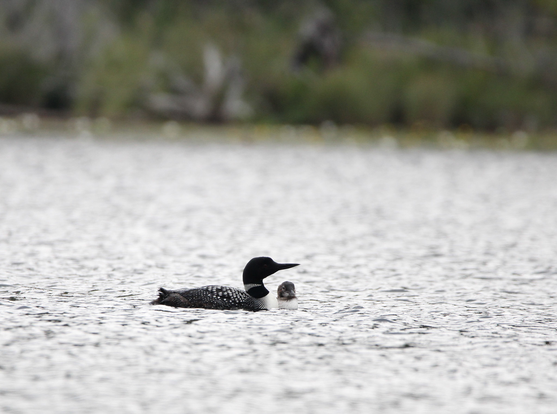 Common Loon