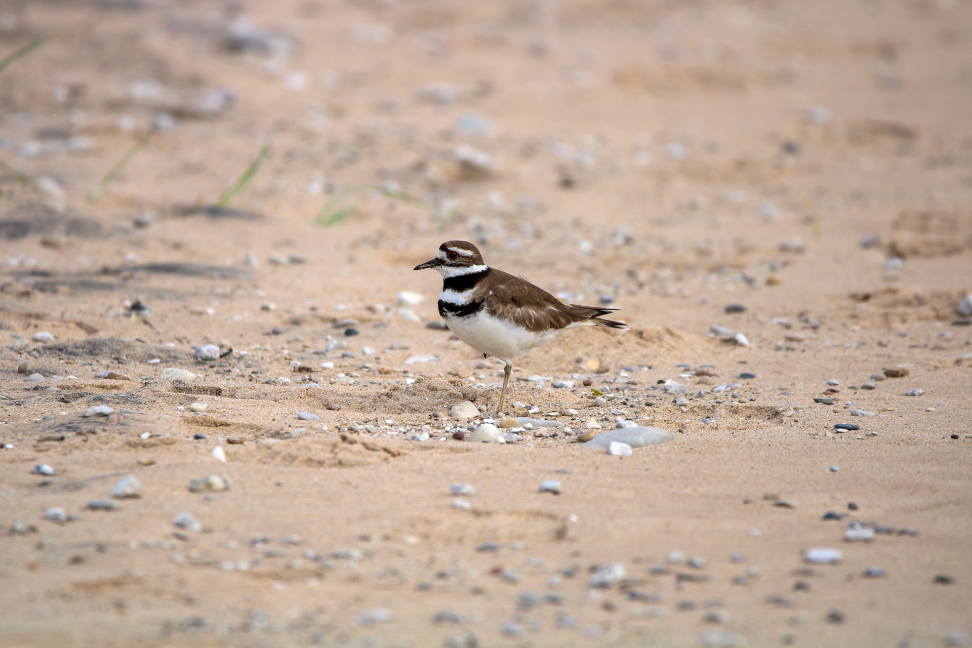 Killdeer