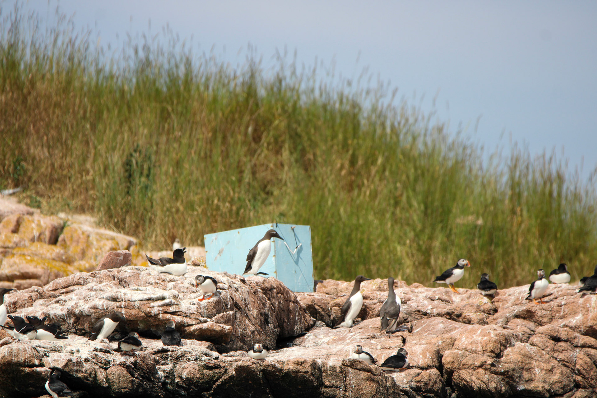 Atlantic Puffins, Common Murre, &amp; Razorbill