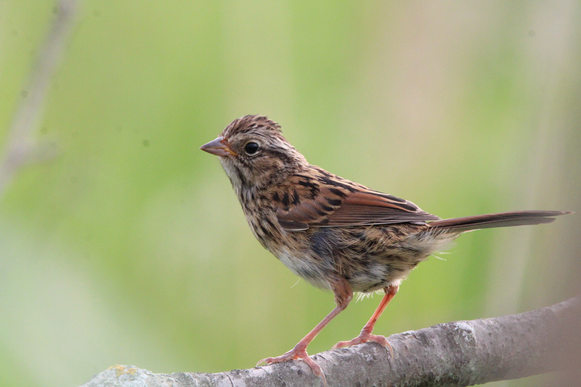 Song Sparrow
