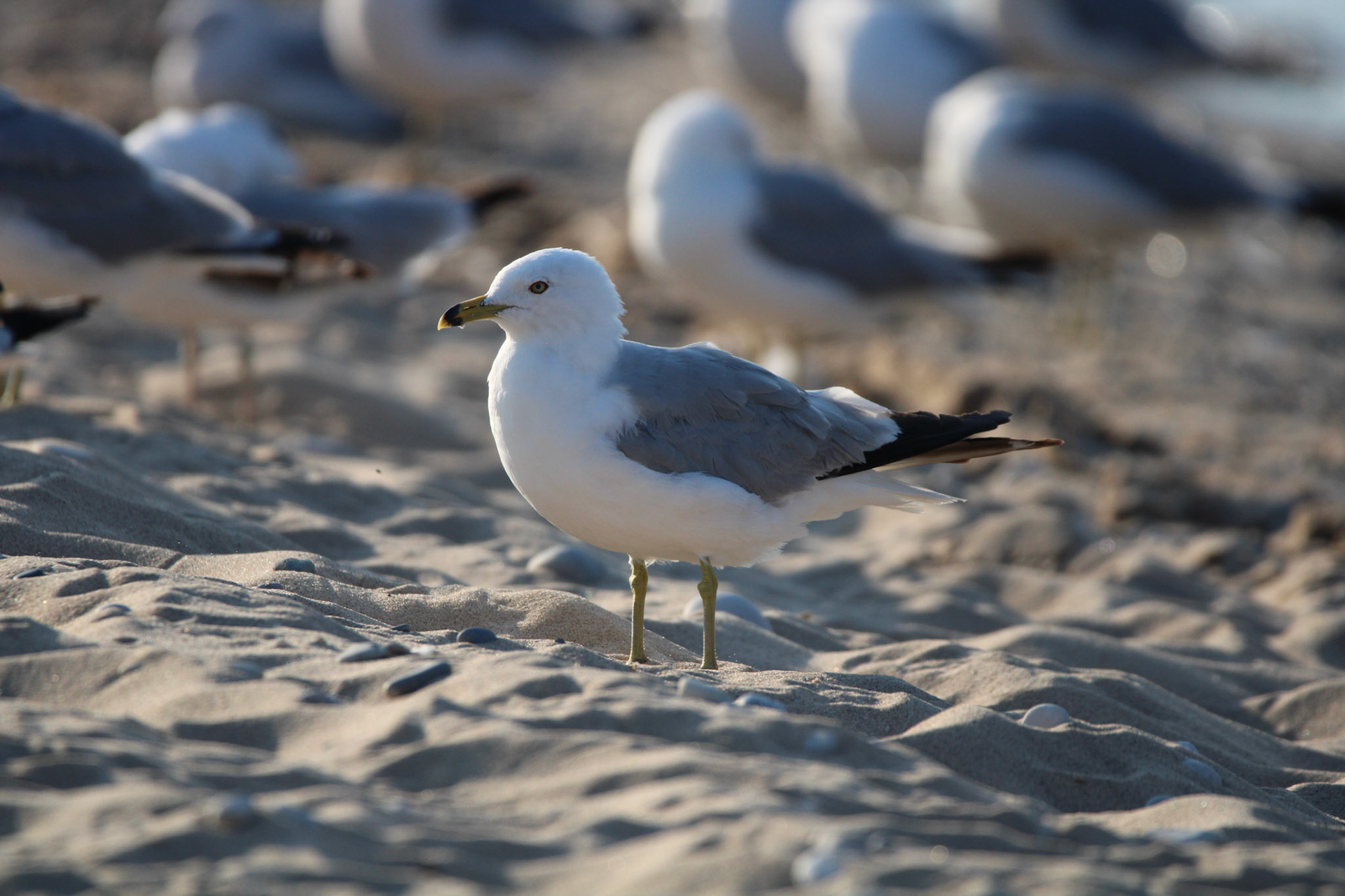 Ring-billed Gull