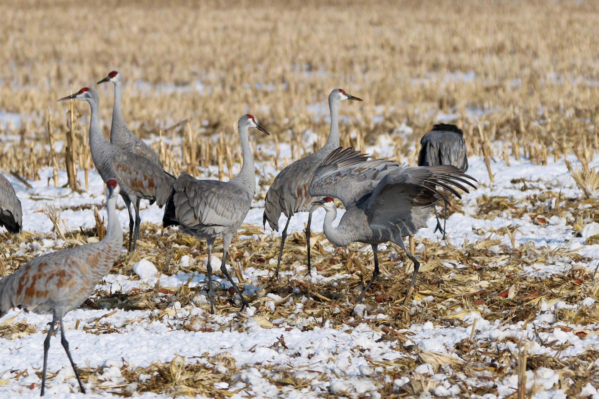 Sandhill Cranes