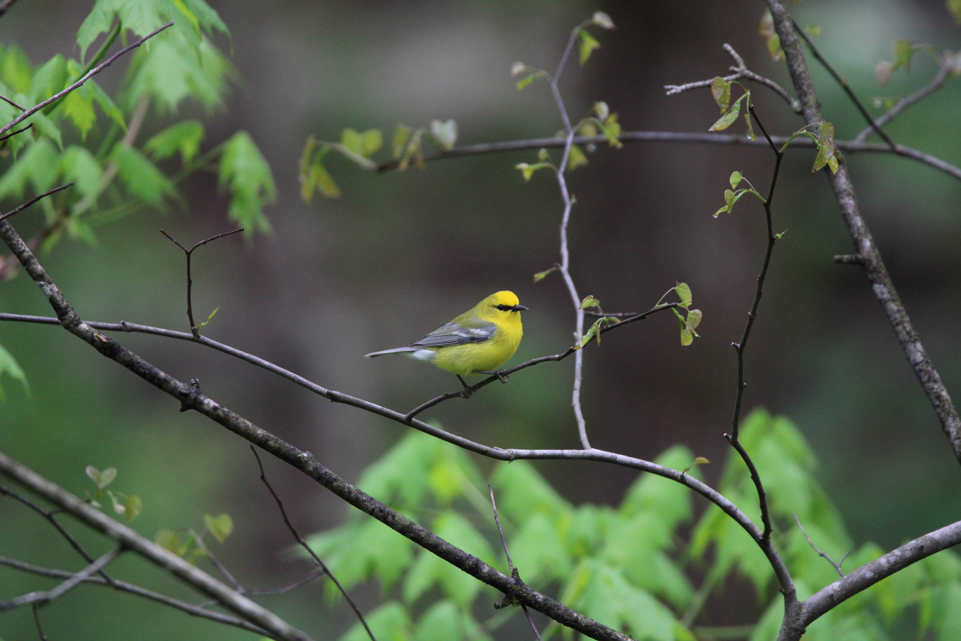 Blue-winged Warbler
