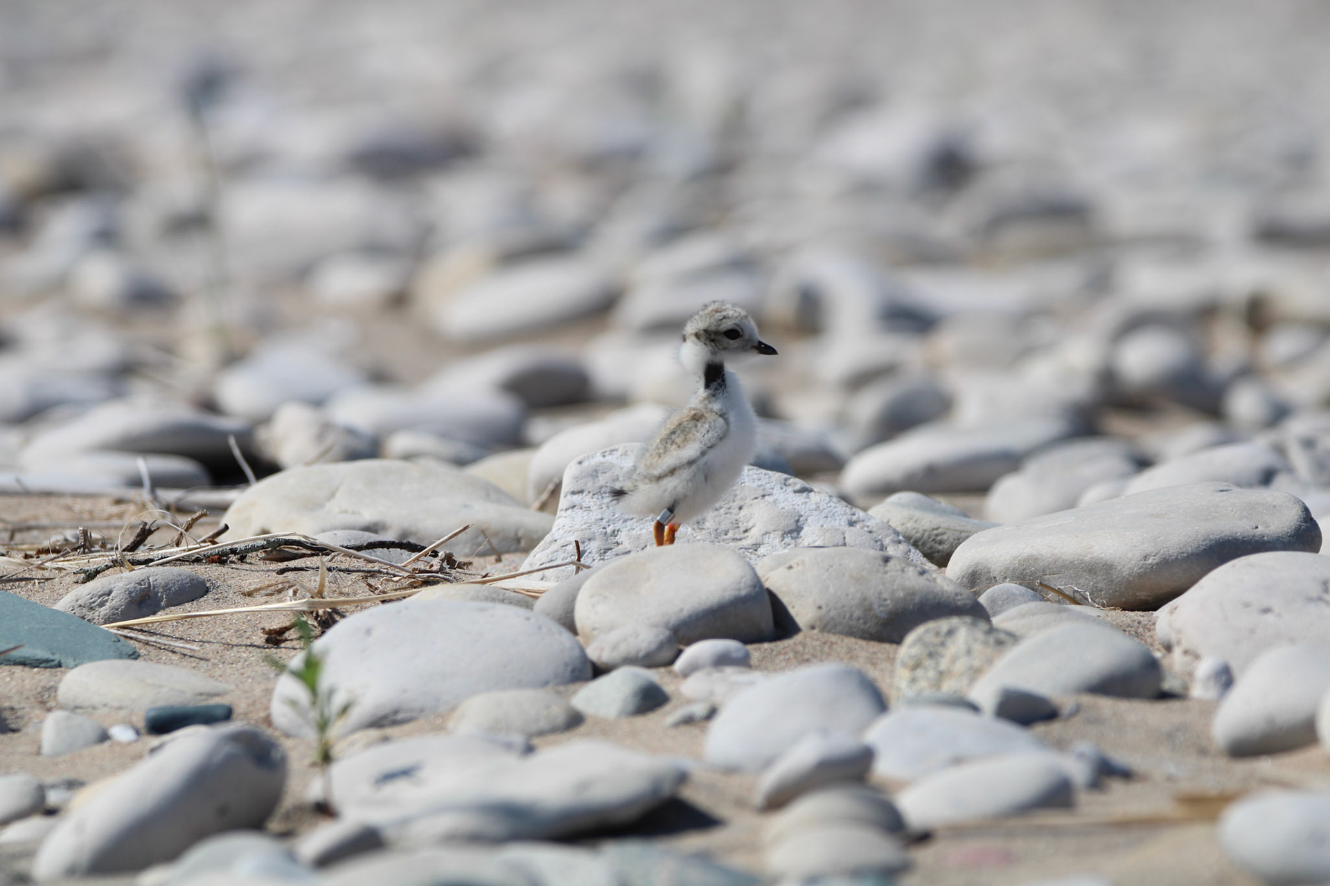 Piping Plover