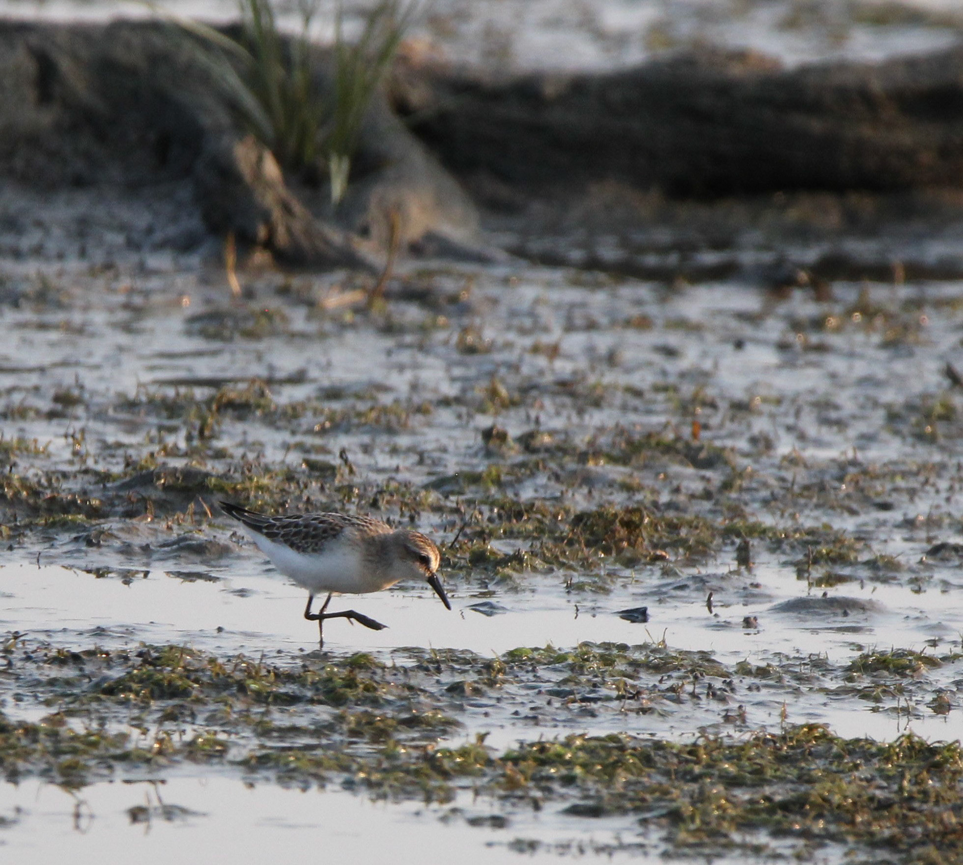 Semipalmated Sandpiper