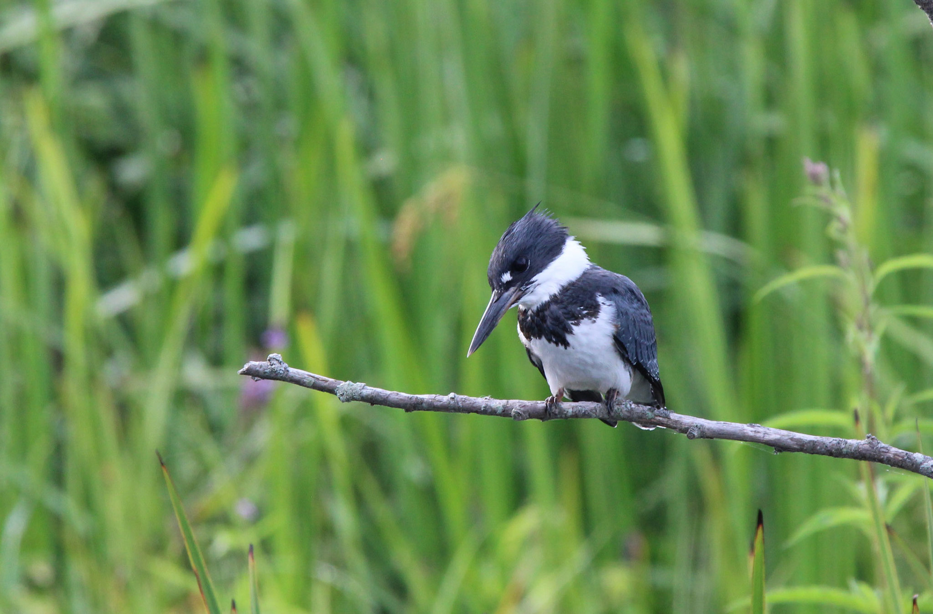 Belted Kingfisher