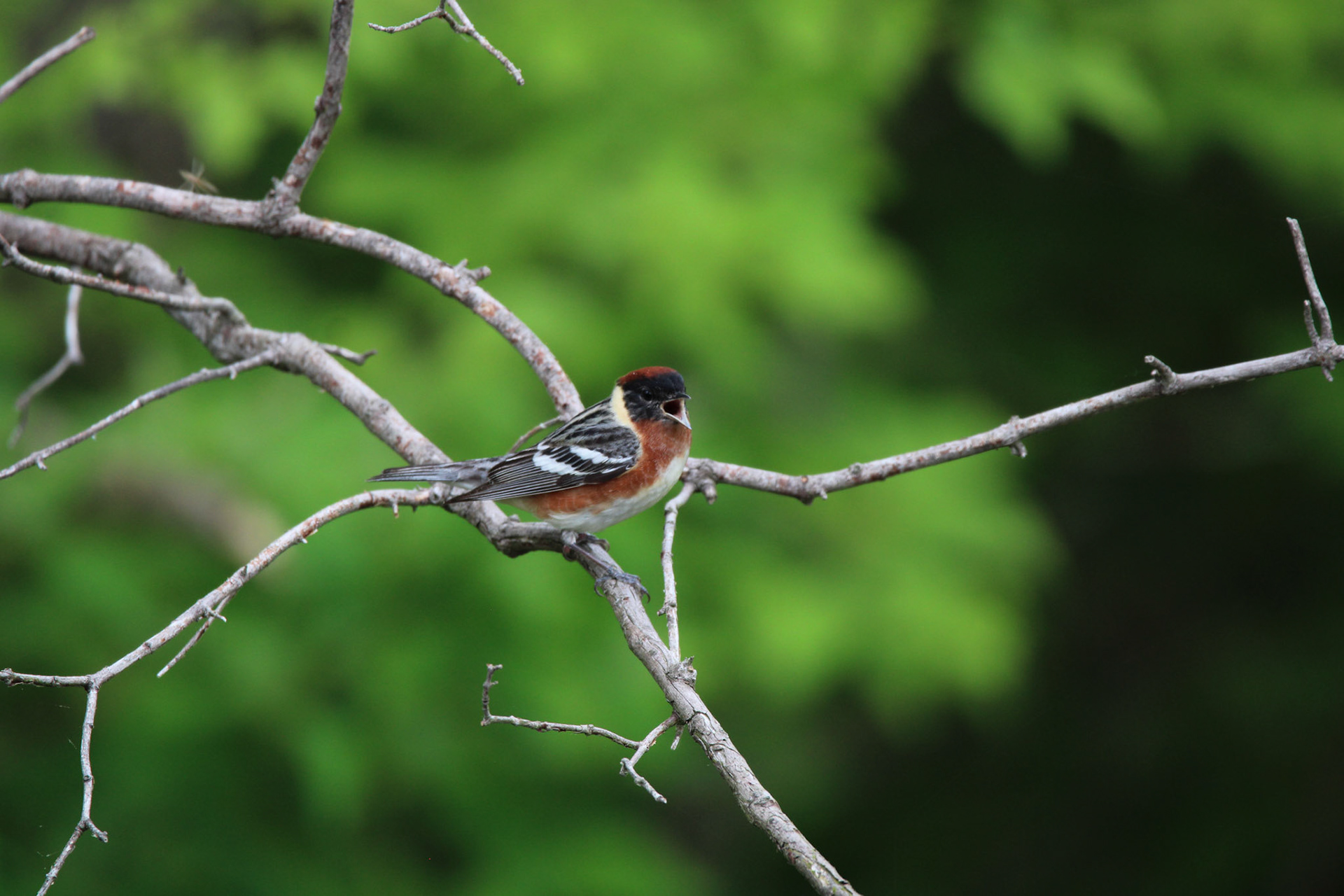 Bay-breasted Warbler