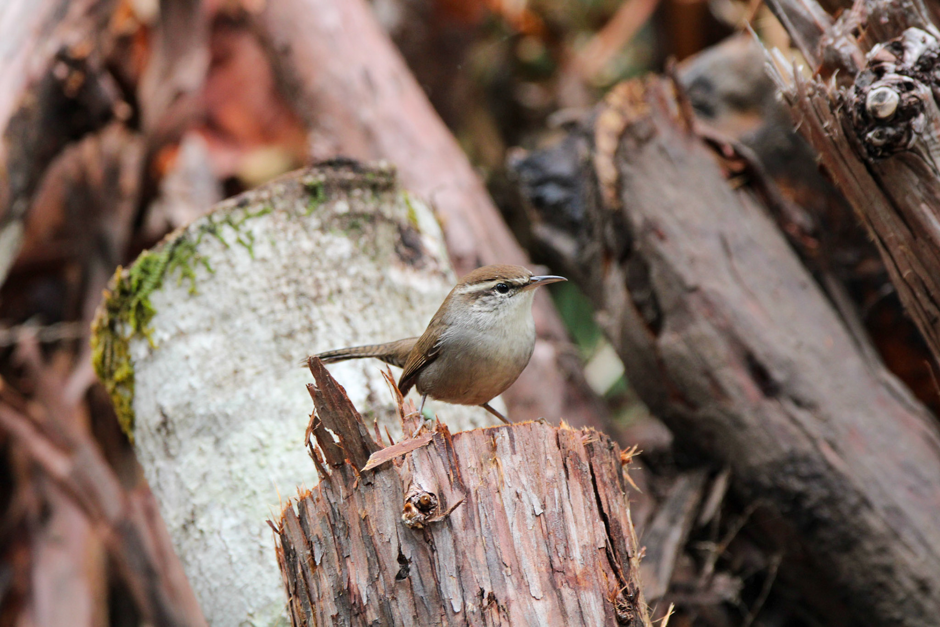 Bewick's Wren - Big Basin Redwoods State Park