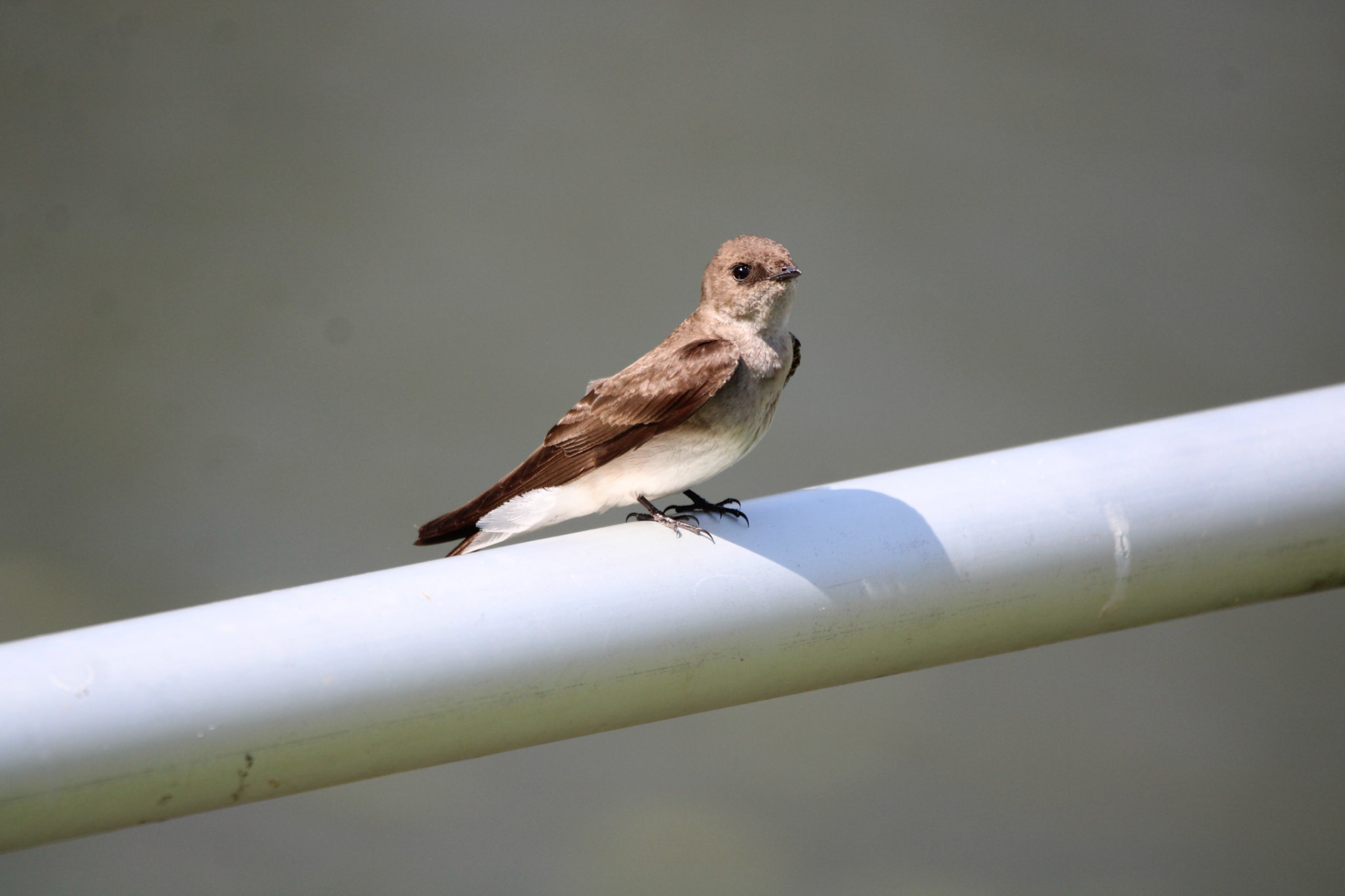 Rough-winged Swallow