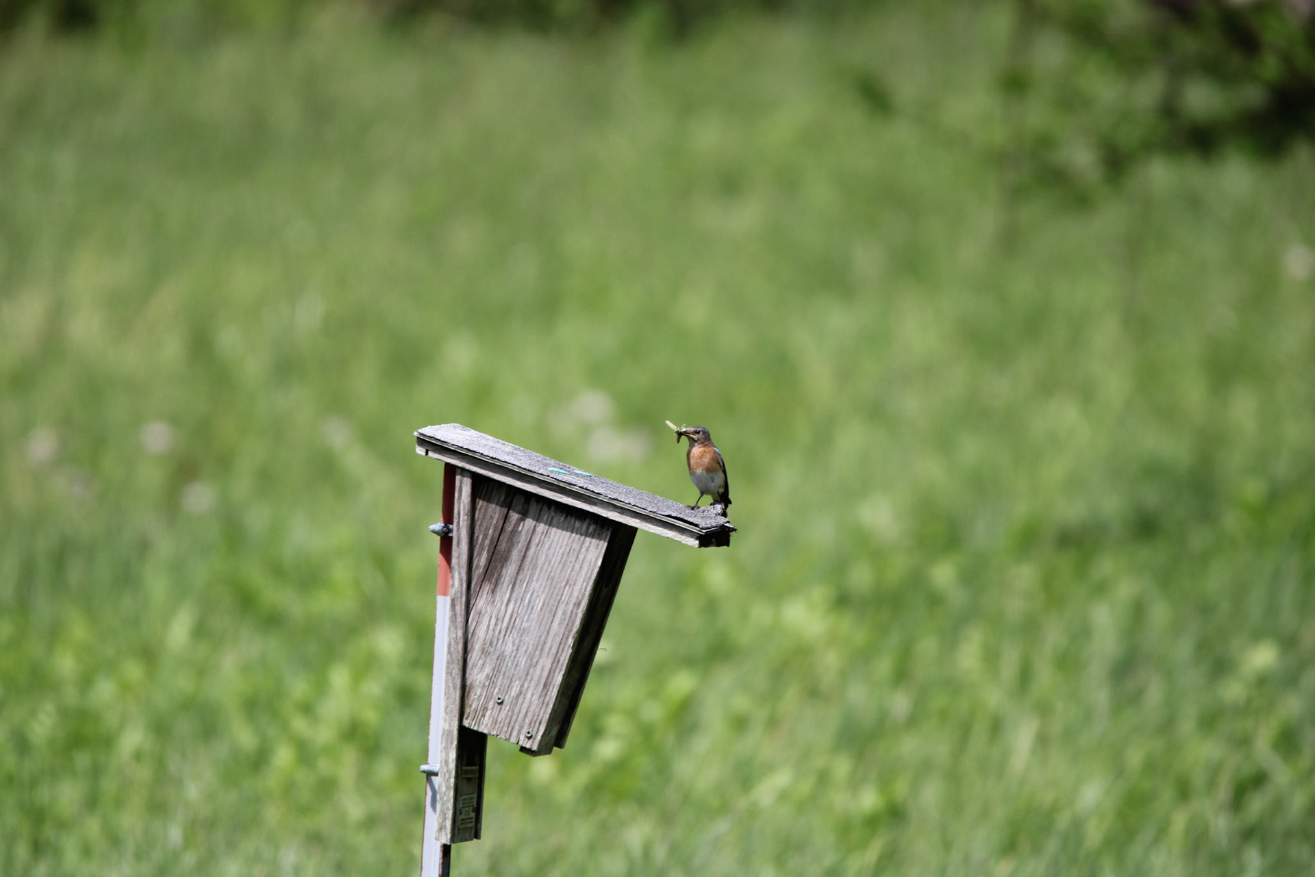 Eastern Bluebird