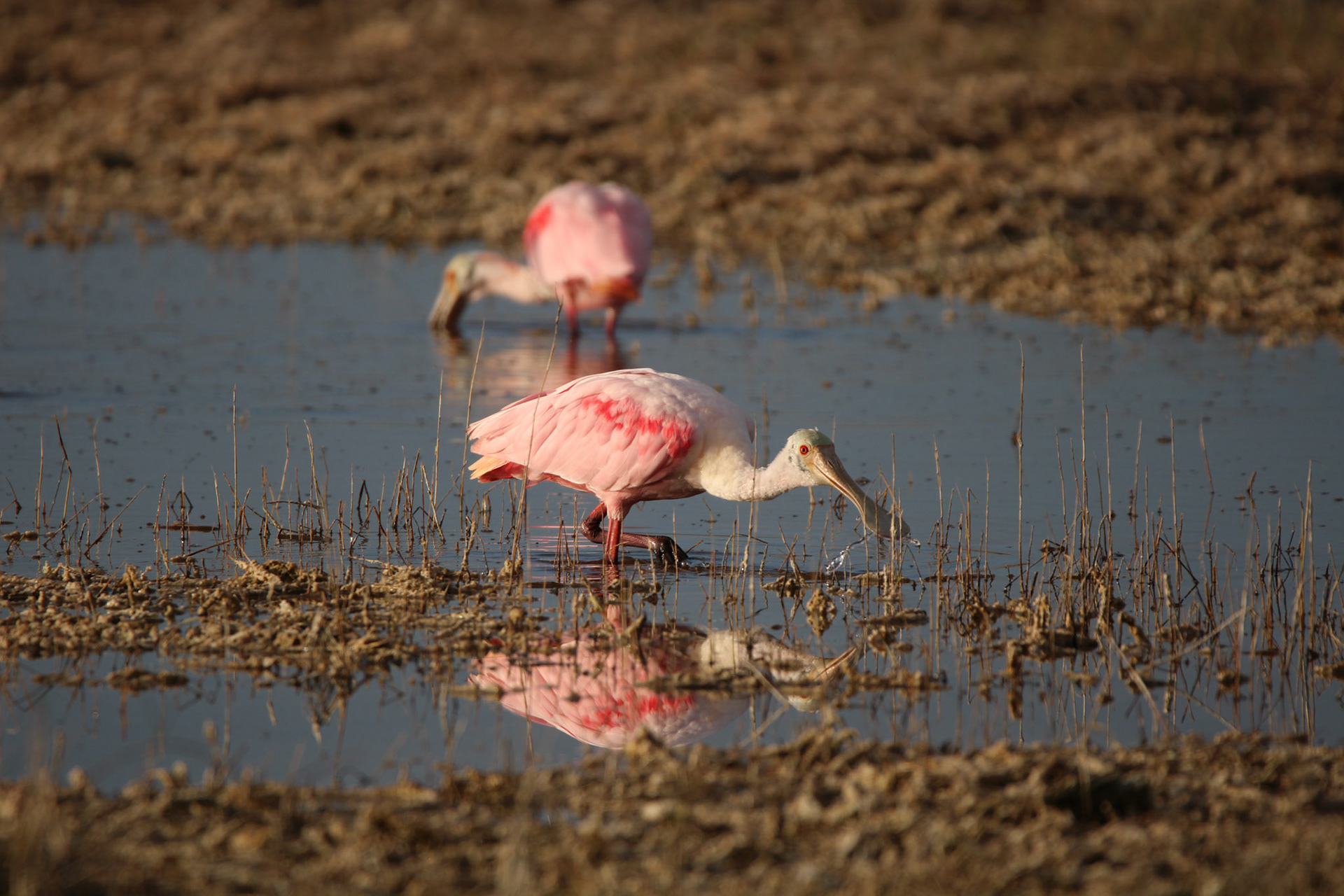 Roseate Spoonbill