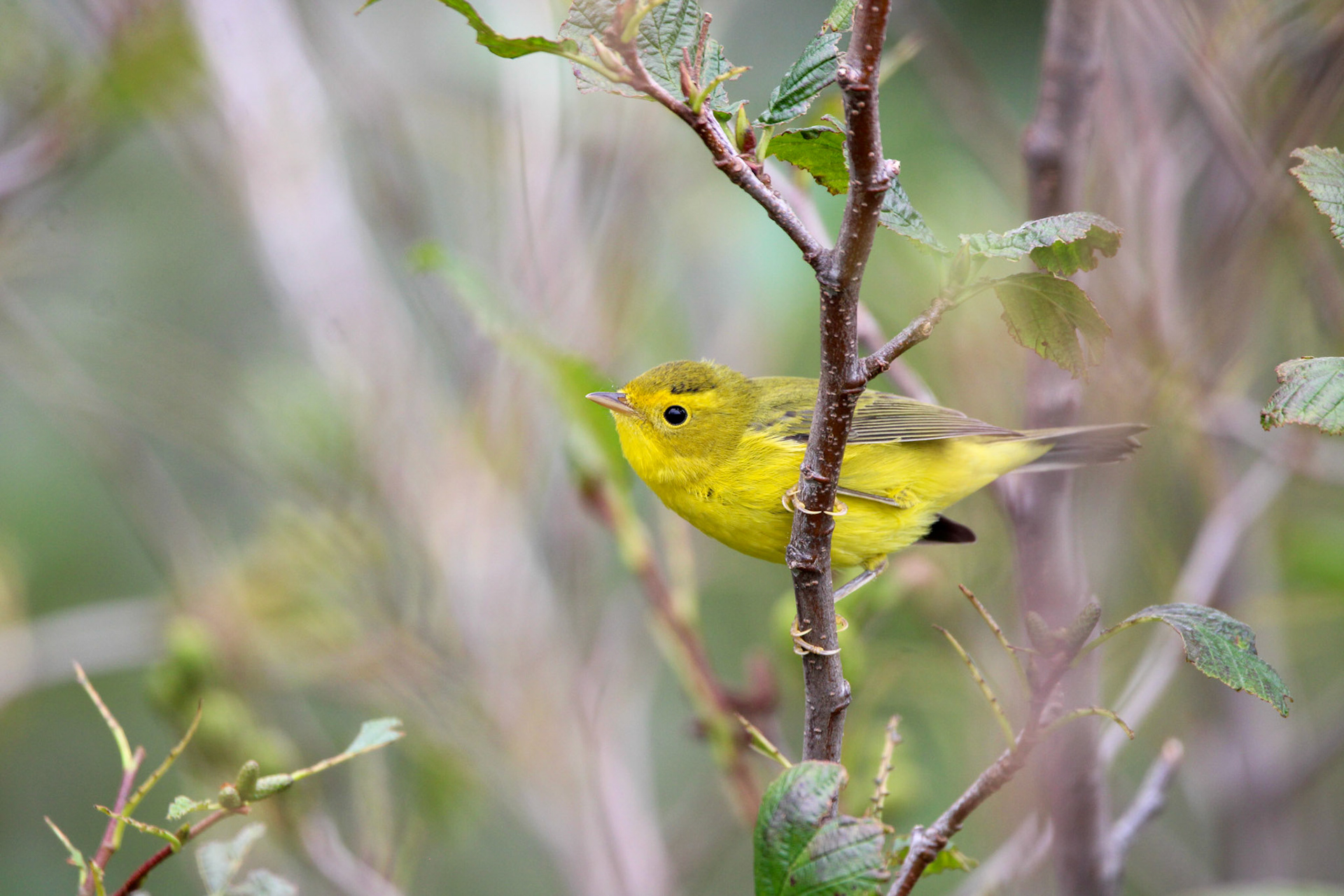 Wilson's Warbler - Grand Marais