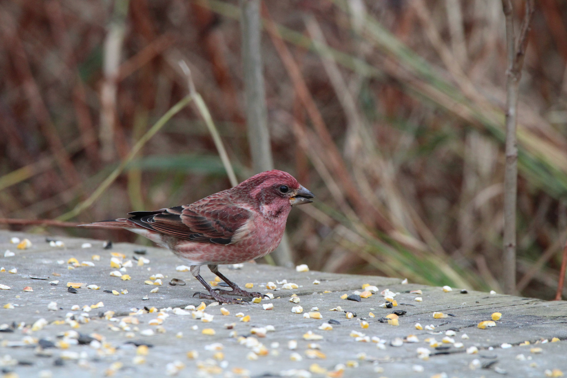 Purple Finch